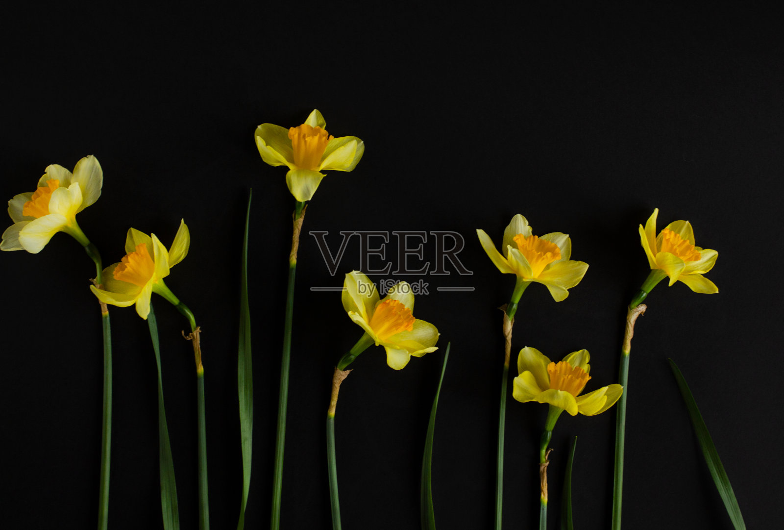 黄水仙照片摄影图片
