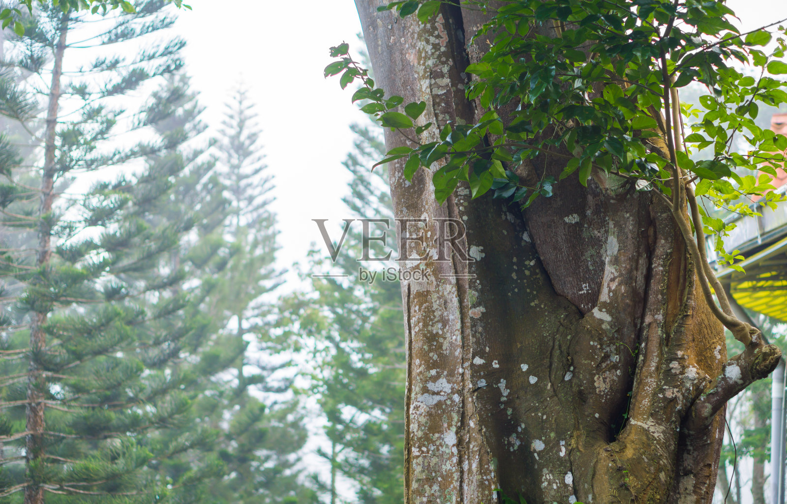 这棵树的树干在肥沃的森林里。照片摄影图片