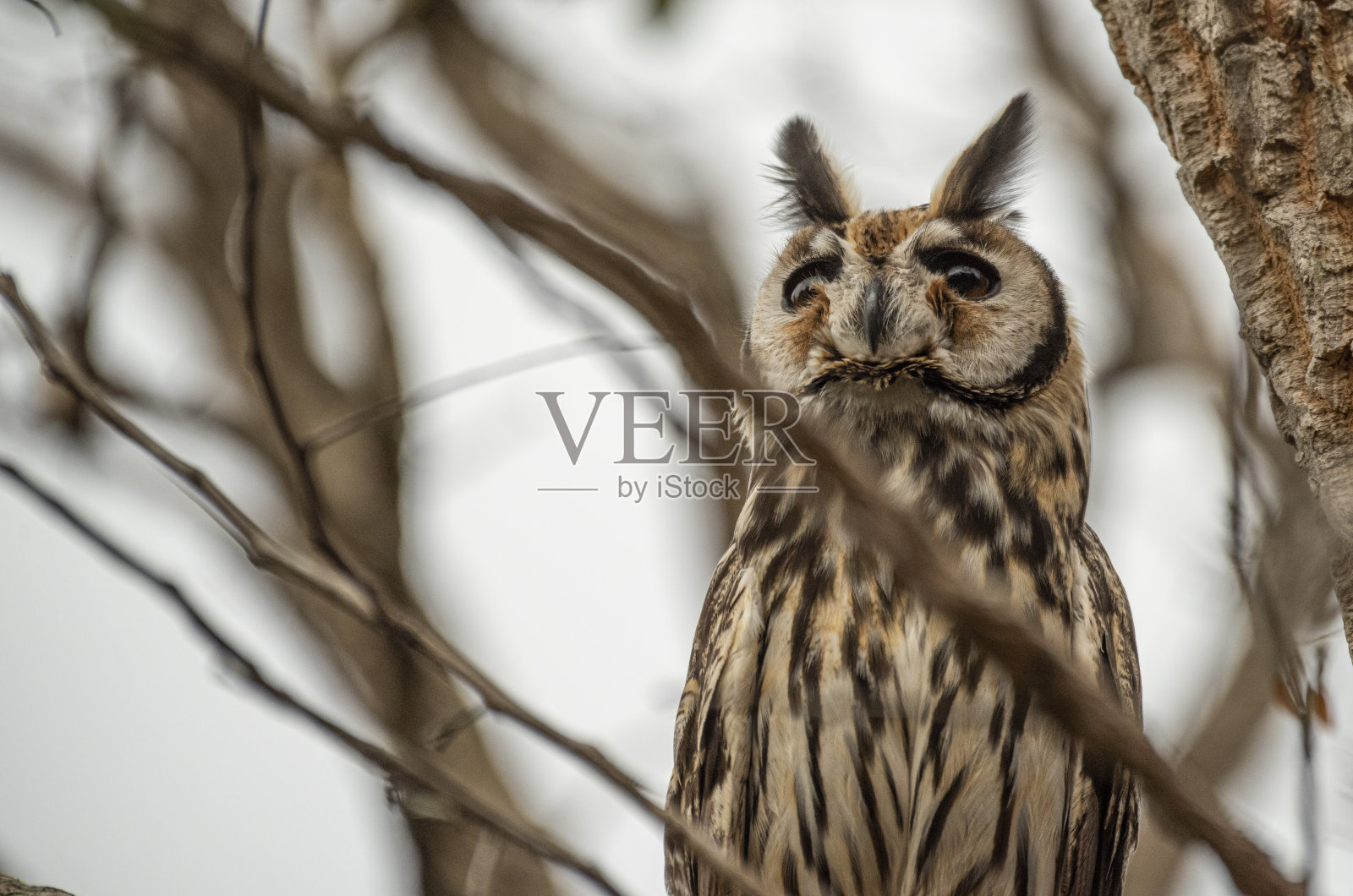 条纹的猫头鹰照片摄影图片