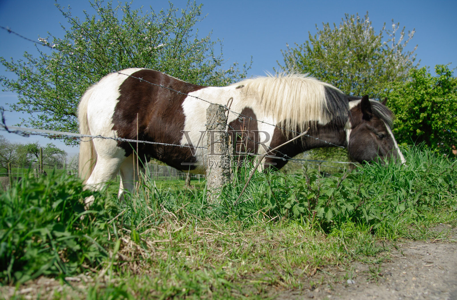 花斑的马照片摄影图片