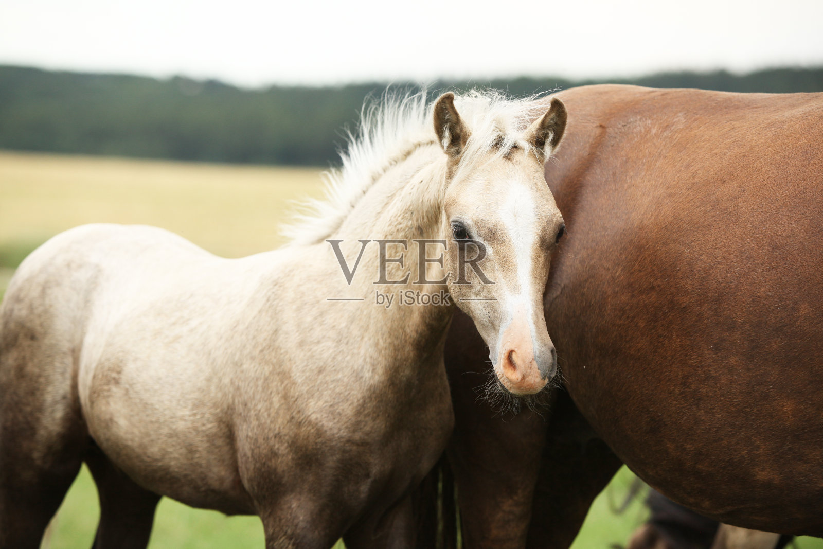 令人惊叹的威尔士半杂交马驹照片摄影图片