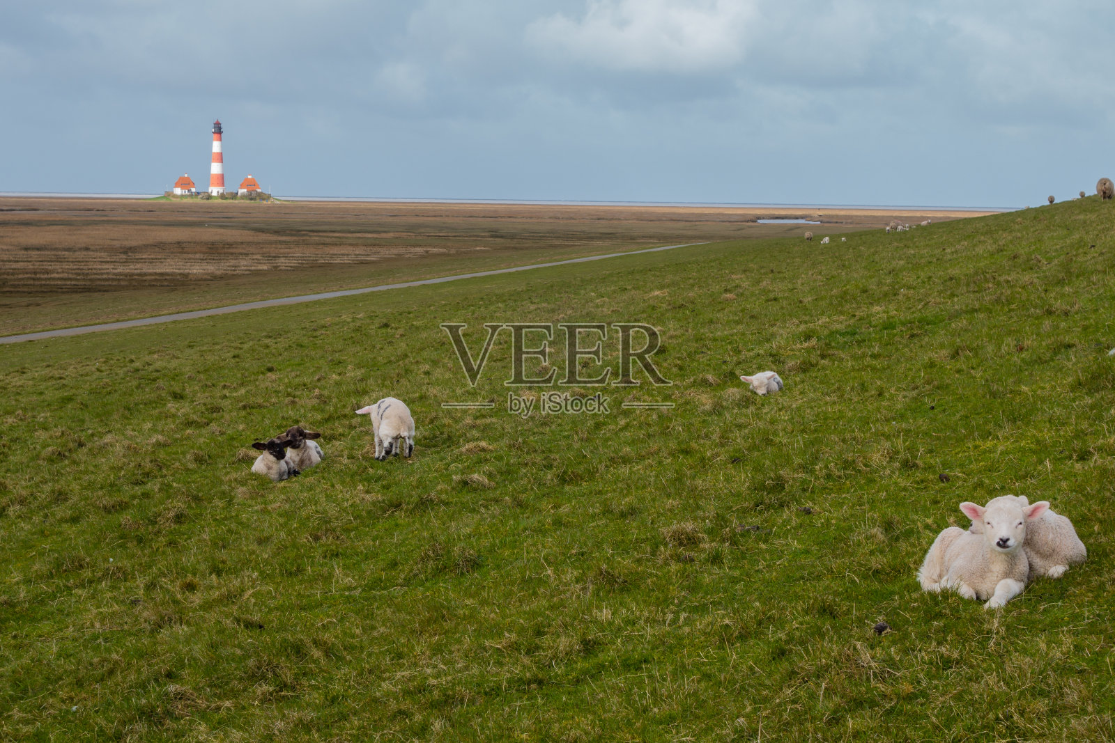 德国西河灯塔前的甜蜜羔羊照片摄影图片