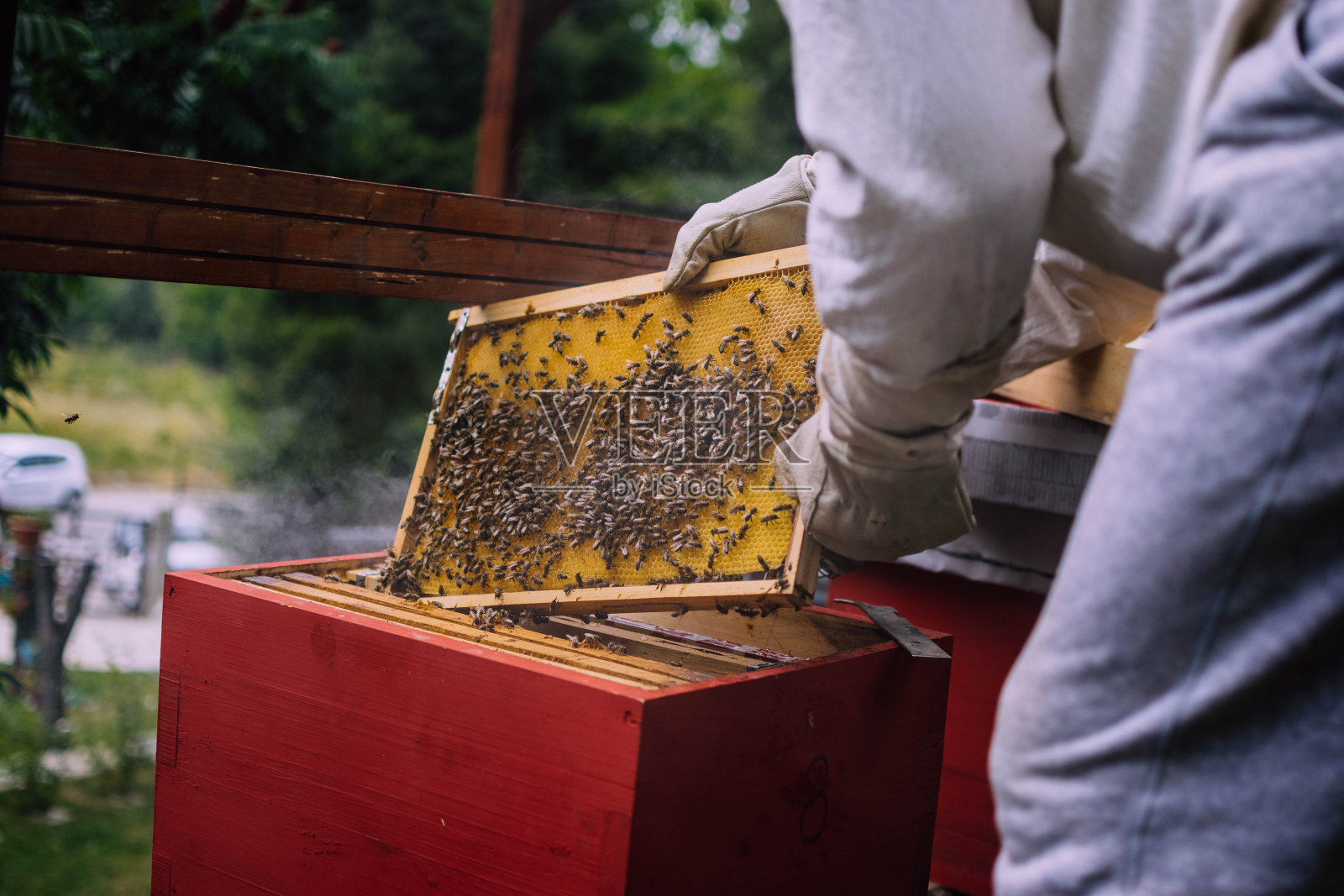 蜜蜂照片摄影图片