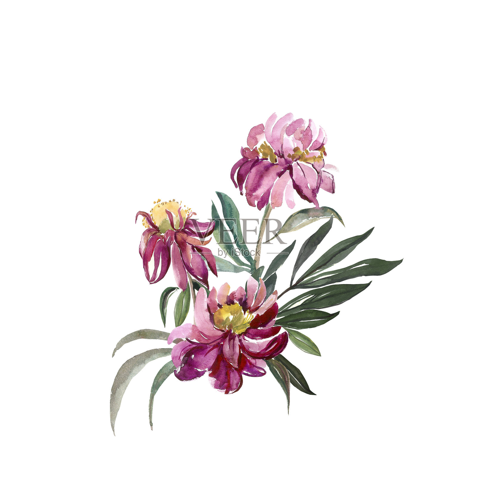 牡丹图案。插画图片素材