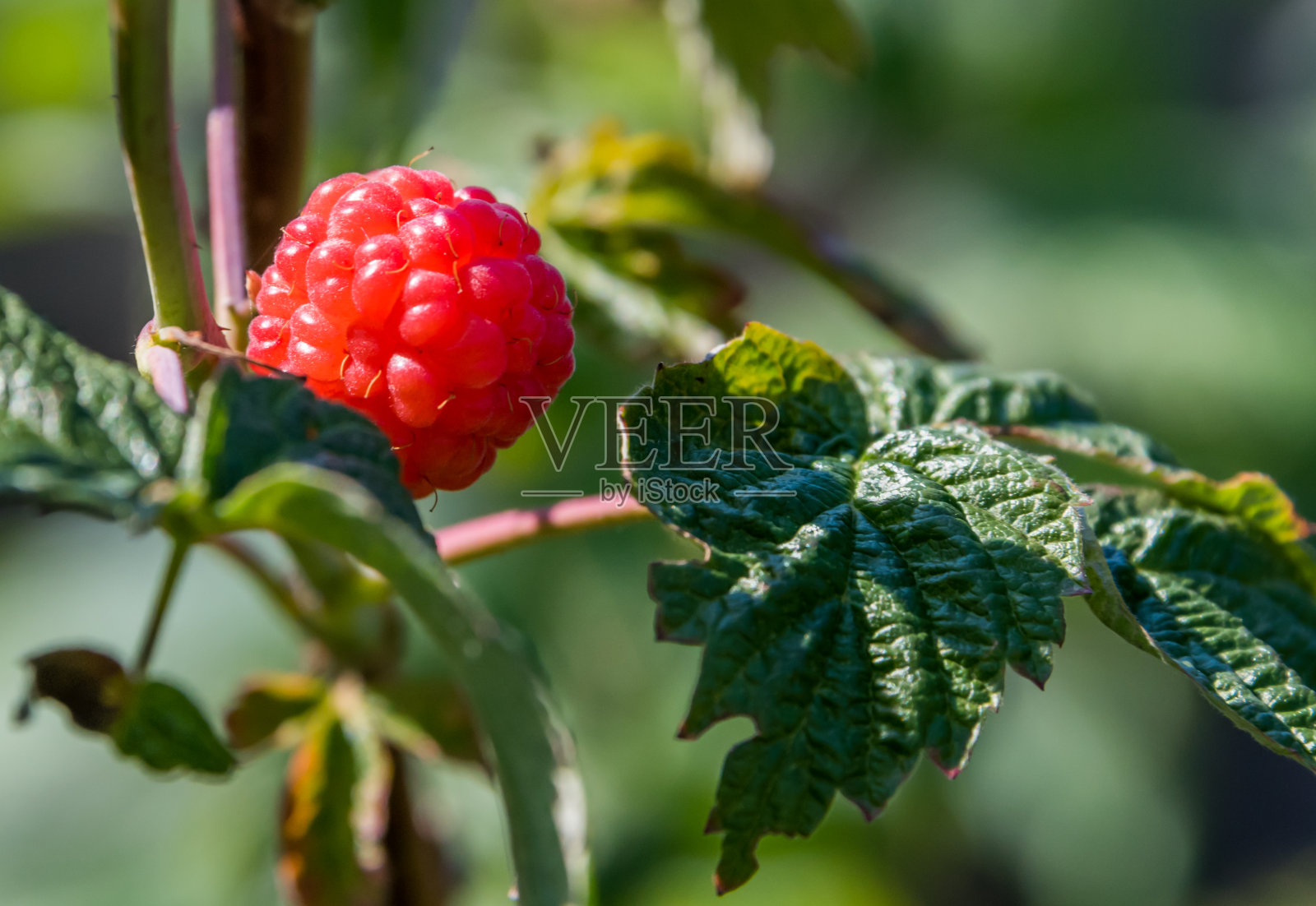夏天在花园里生长的树莓特写照片摄影图片