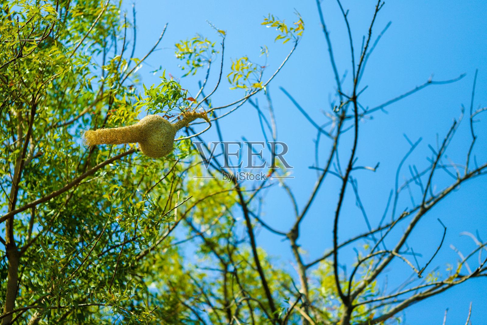 韦弗鸟巢照片摄影图片