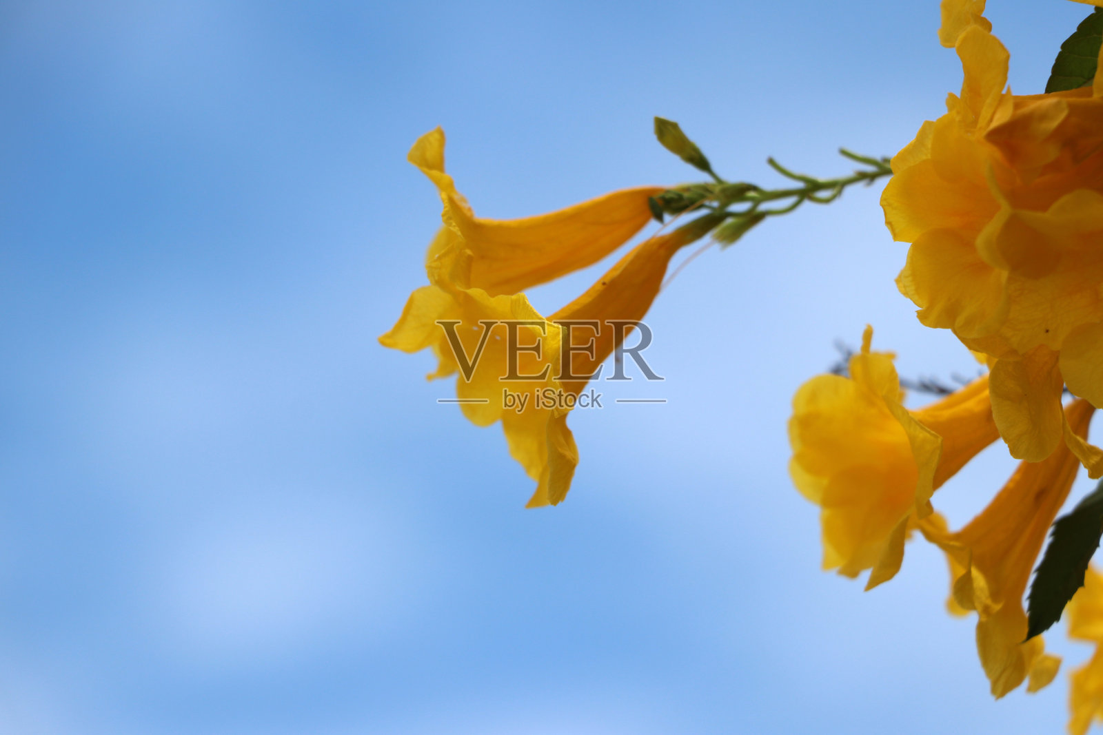 黄色夹竹桃或幸运果在树枝上。照片摄影图片