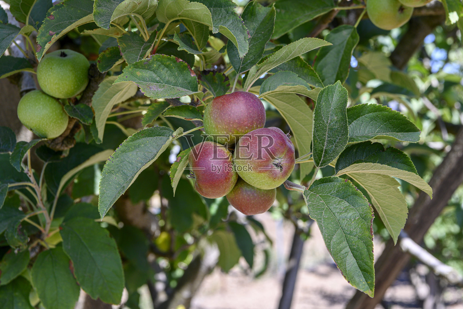 树上成熟的有机红苹果照片摄影图片