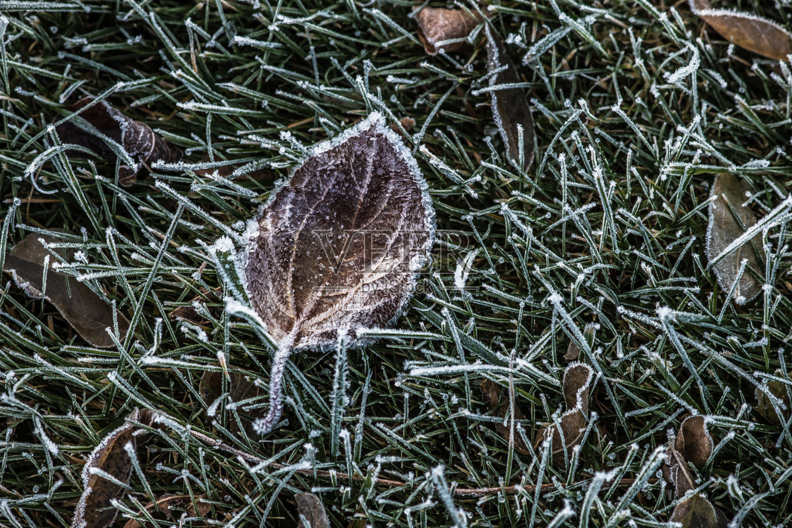 霜冻植物,冬季天气寒冷照片摄影图片