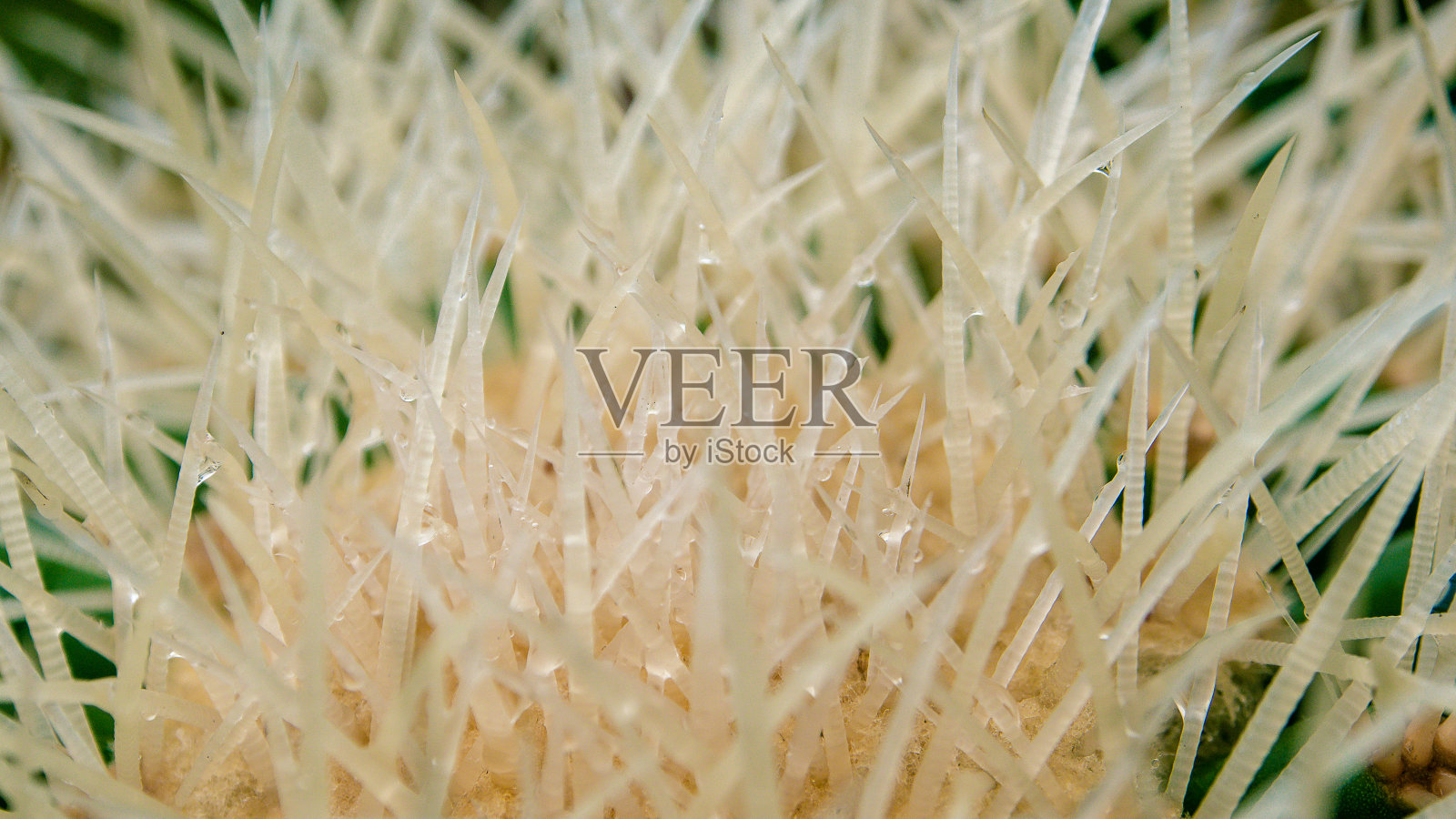 仙人掌肉质植物特写照片摄影图片