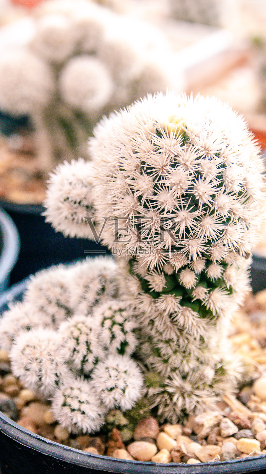 仙人掌肉质植物特写照片摄影图片