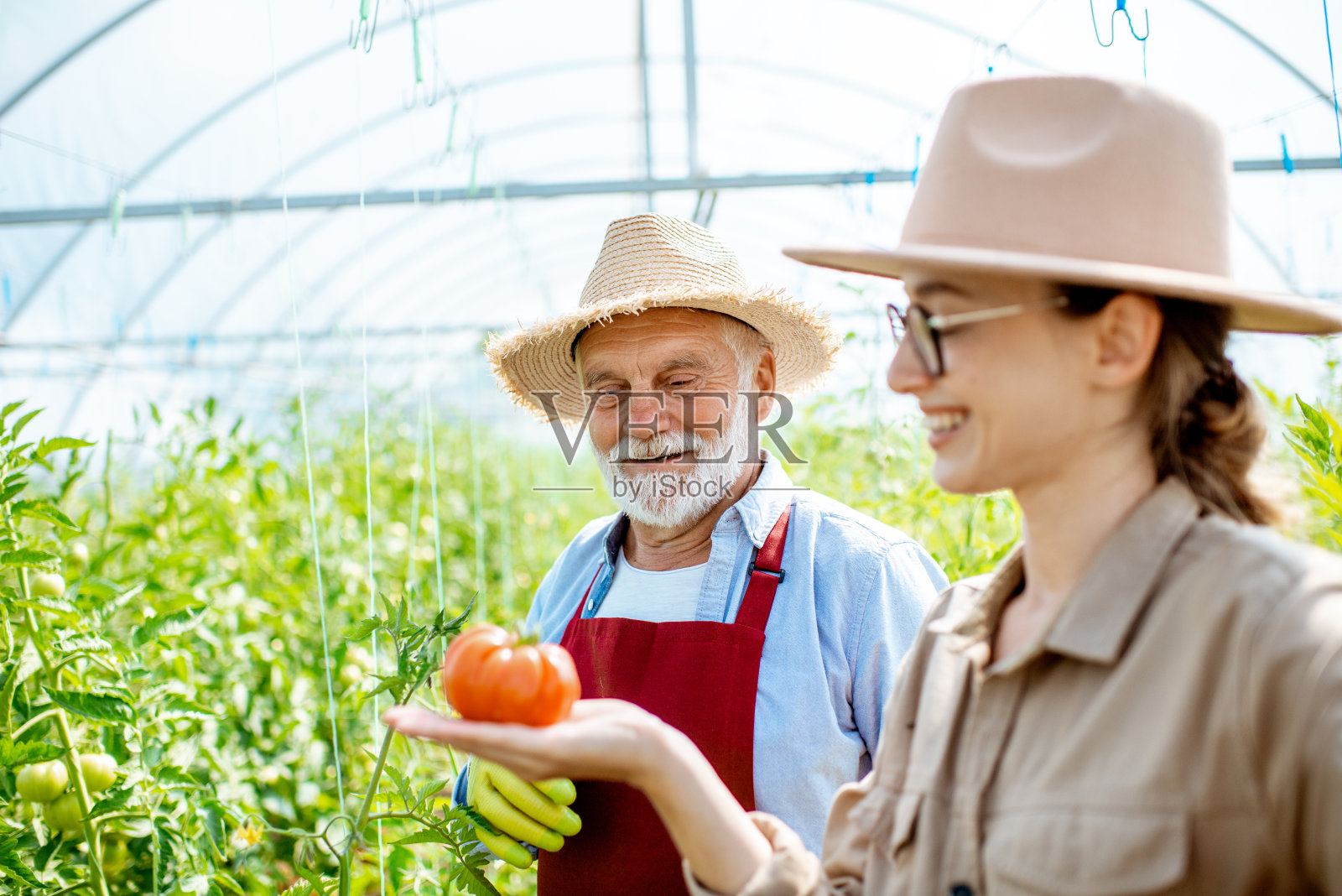 年轻女子和祖父一起在温室里种西红柿照片摄影图片
