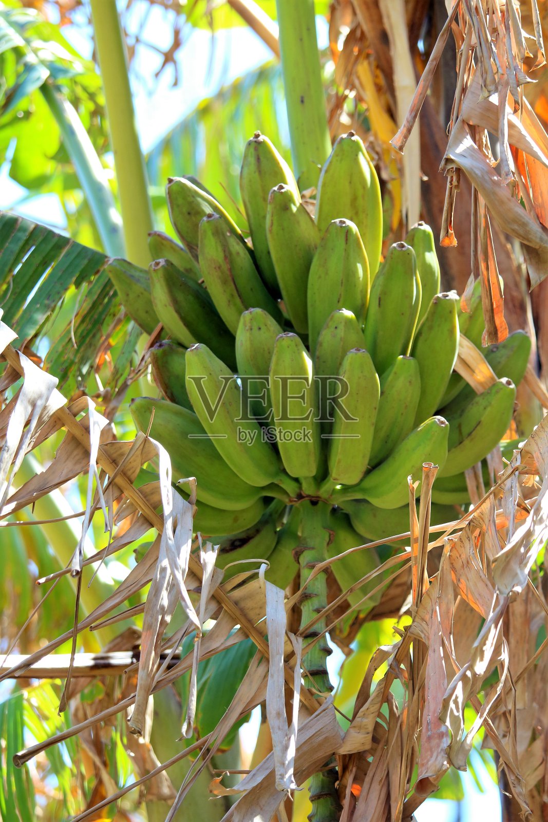 香蕉树上的香蕉照片摄影图片