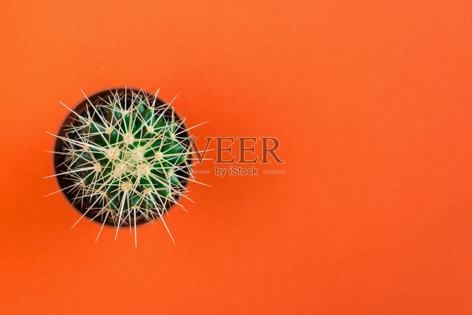 小的绿色仙人掌在橘色的花盆上,橘色的背景照片摄影图片