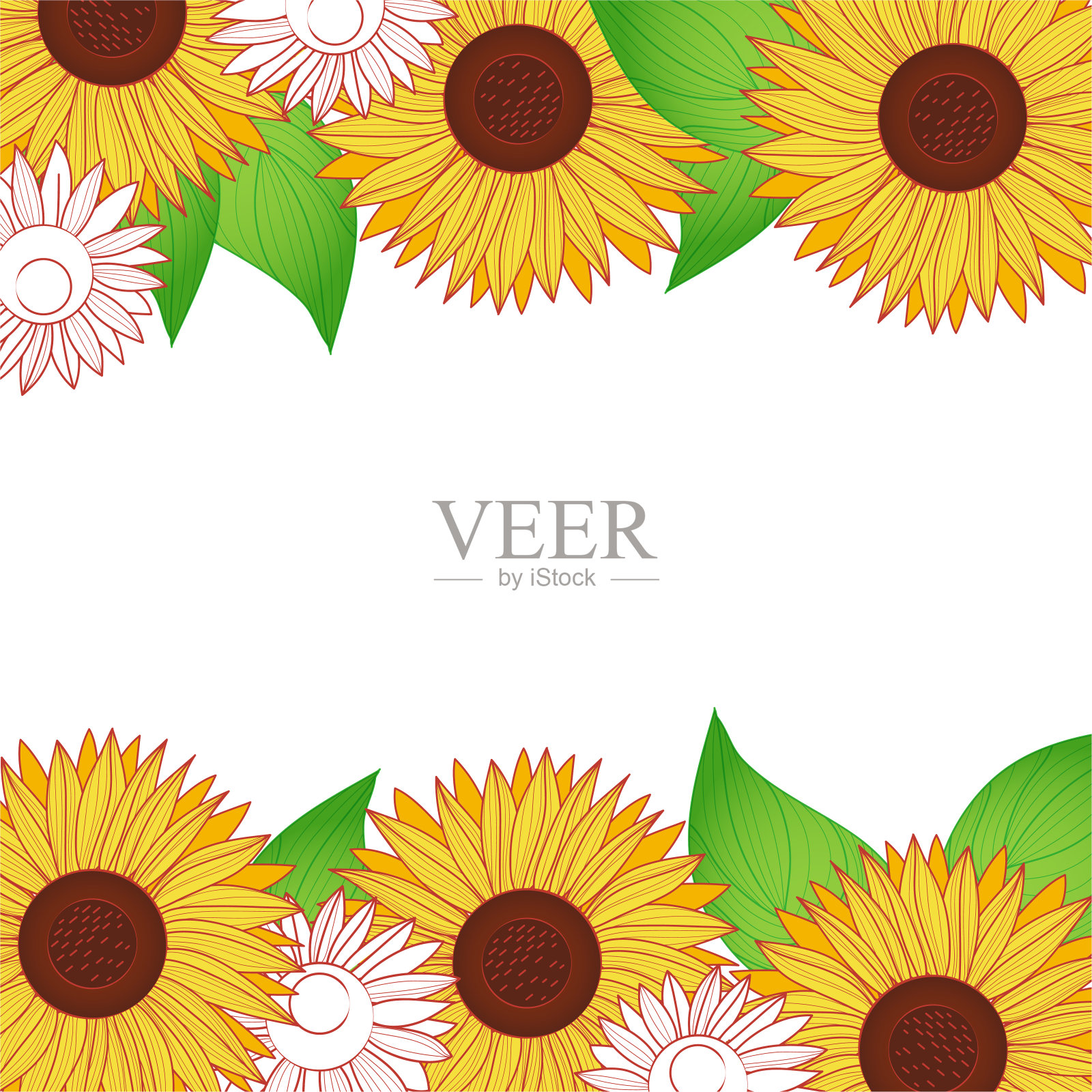 秋天的方形框架与向日葵。明信片模板。手绘插图。向量。设计元素图片