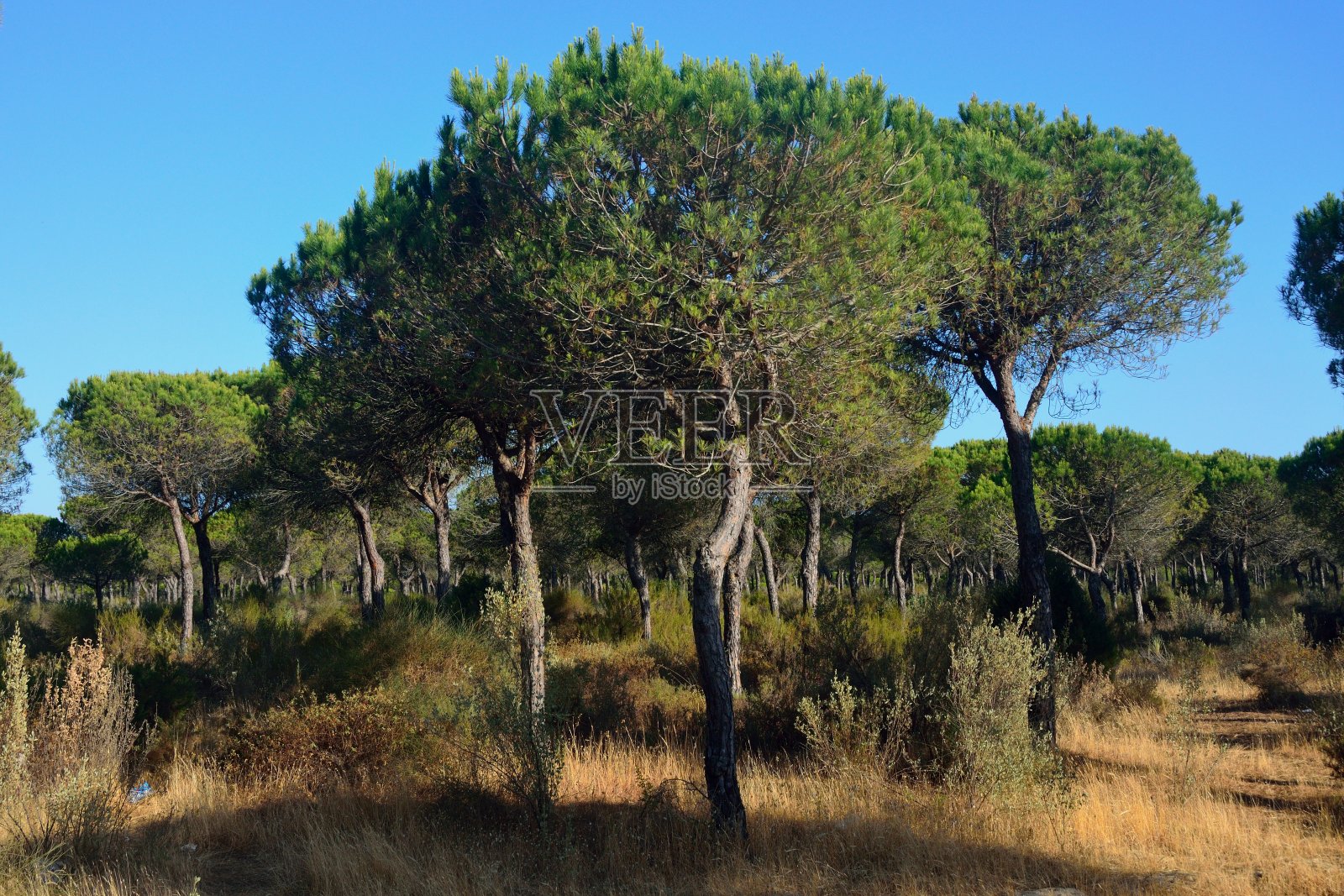 Mazagón Huelva松林照片摄影图片