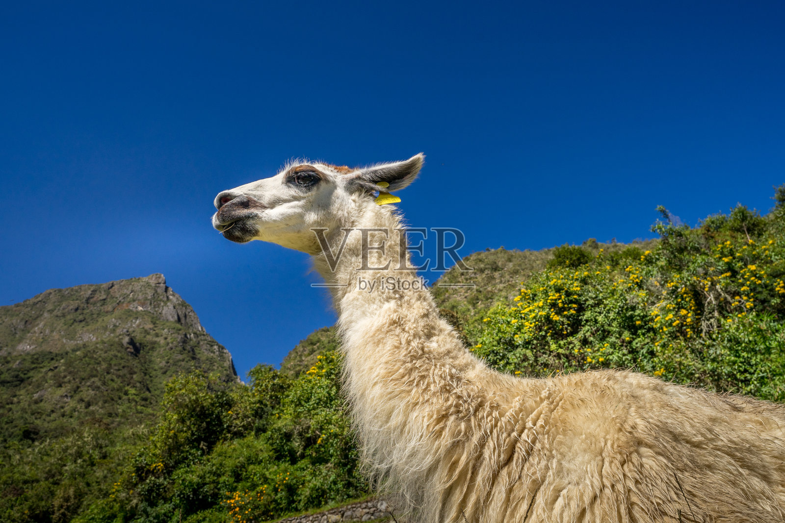 马丘比丘的骆驼照片摄影图片