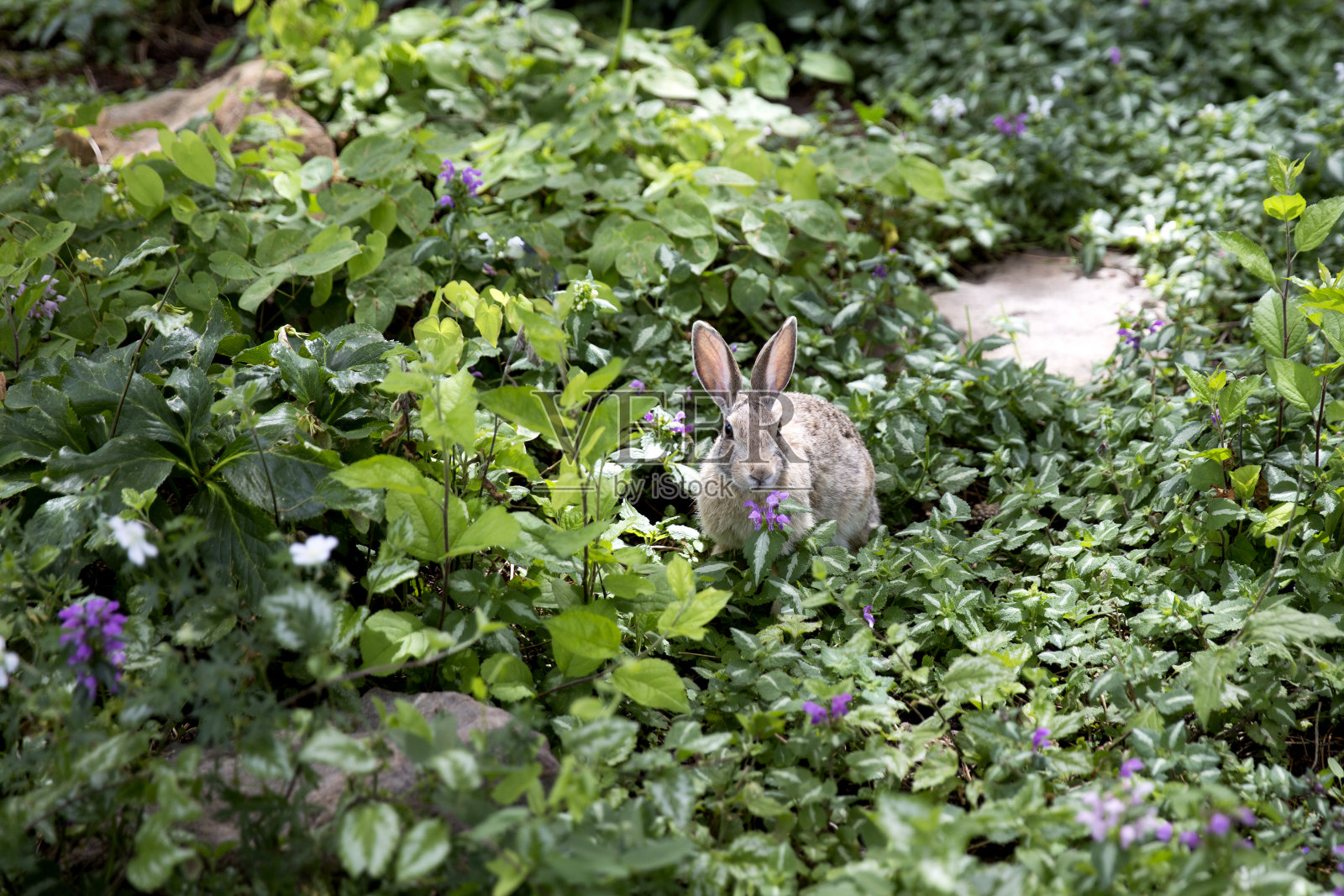 兔子在花园里吃东西照片摄影图片