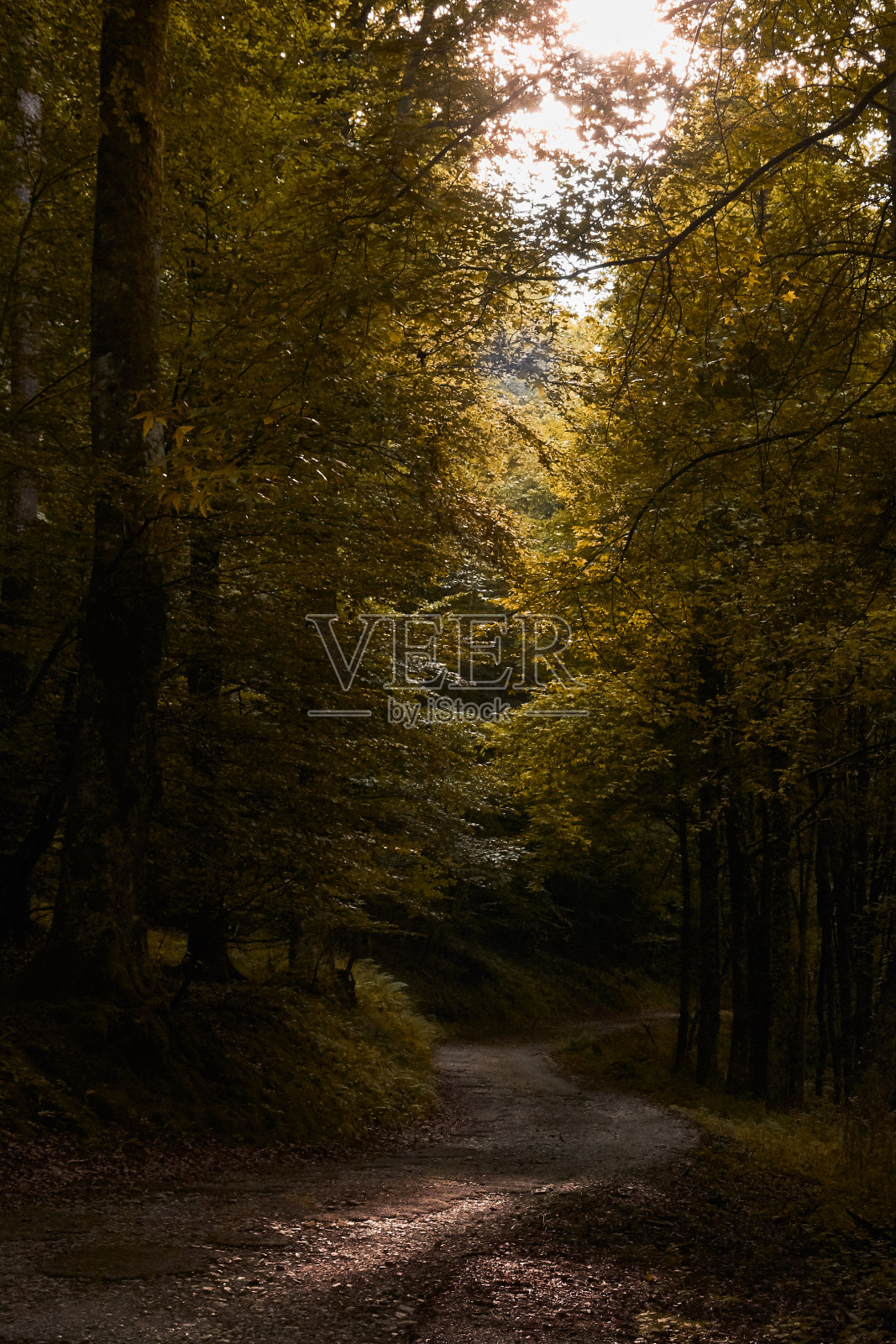 Hayedo在去法国bigorre的bagnes -de- bedat山口的路上照片摄影图片