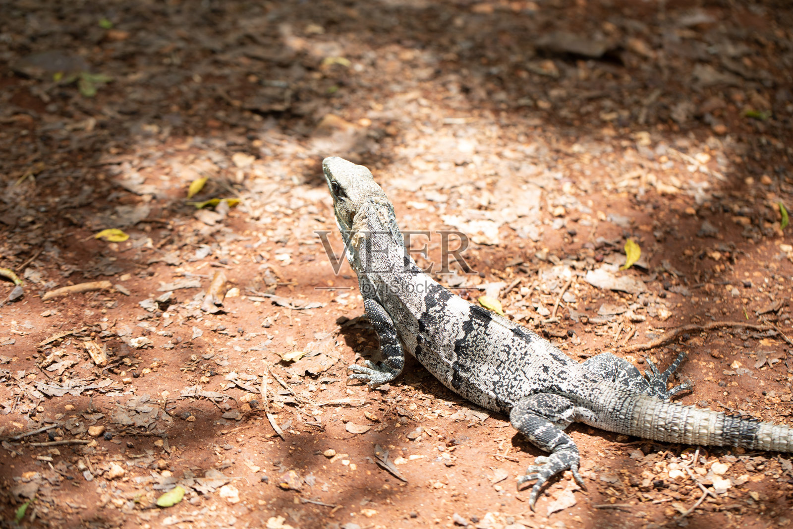 墨西哥尤卡坦半岛的奇琴伊察考古遗址照片摄影图片