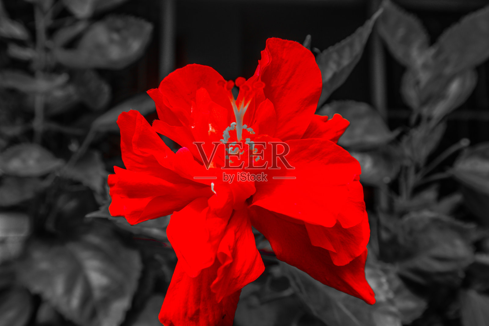 美丽的抽象纹理拉近了颜色粉红色和红色的花在黑色和黑暗孤立的背景和壁纸照片摄影图片