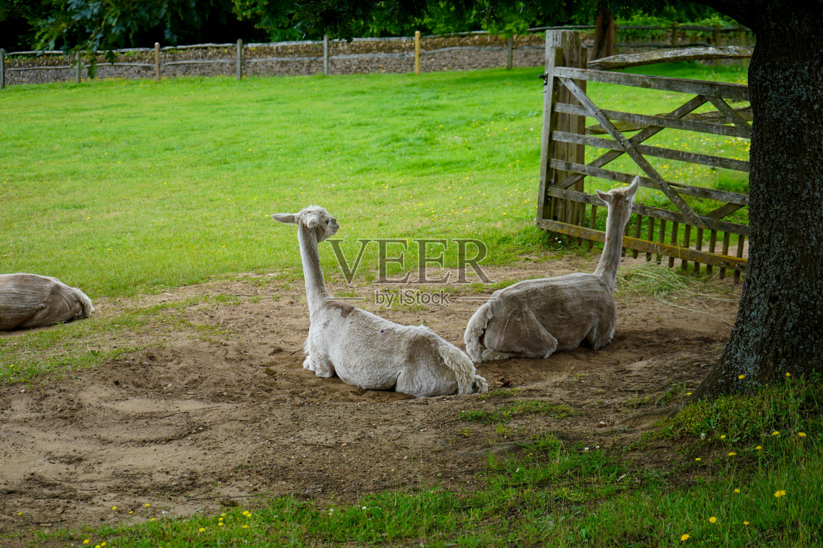 羊驼坐在绿色的草地上照片摄影图片