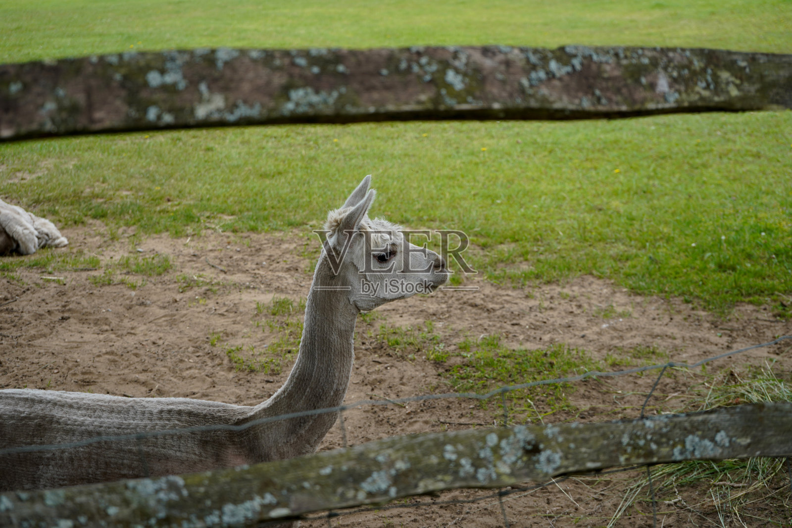 羊驼坐在绿色的草地上照片摄影图片