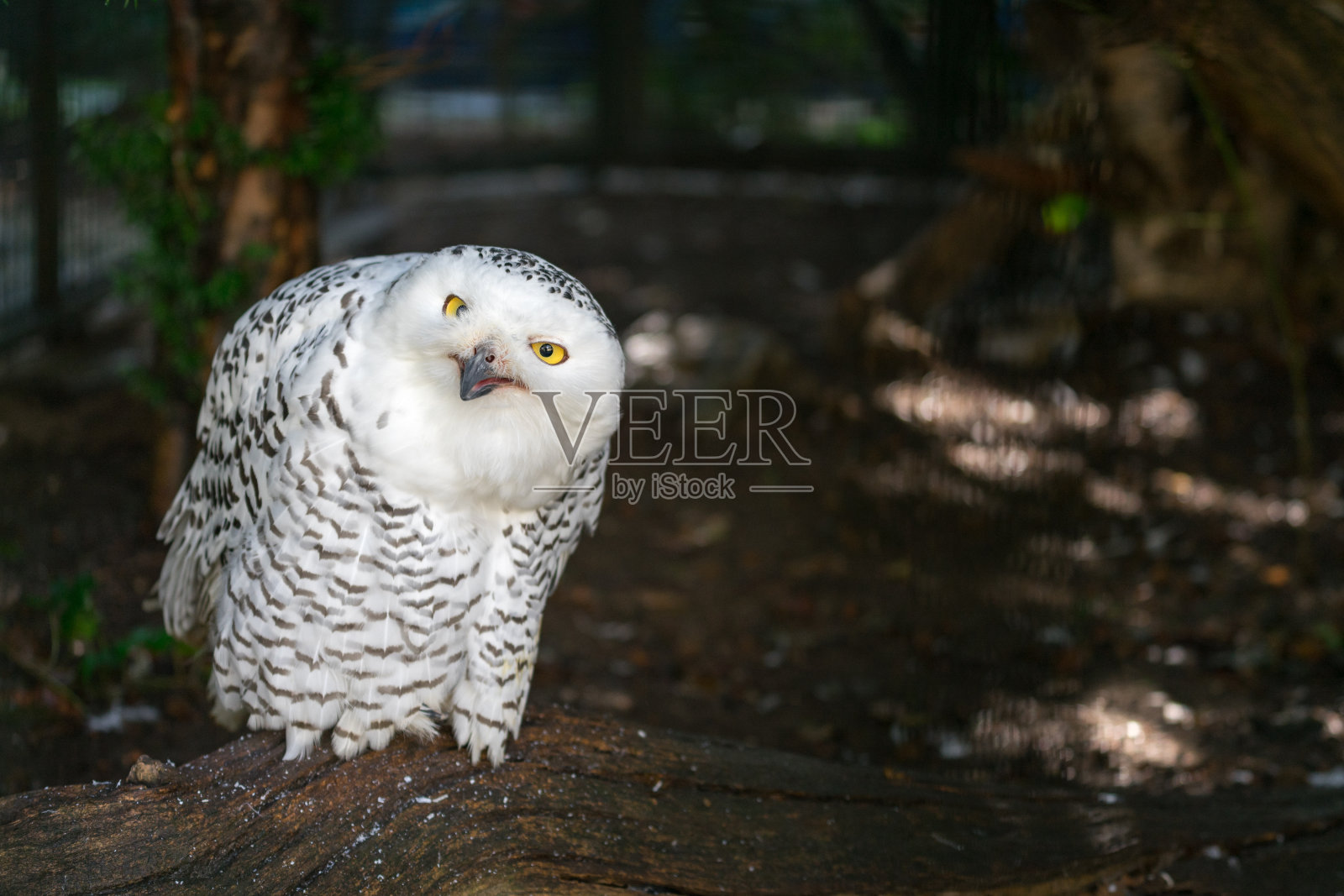 巨人white-grey猫头鹰照片摄影图片