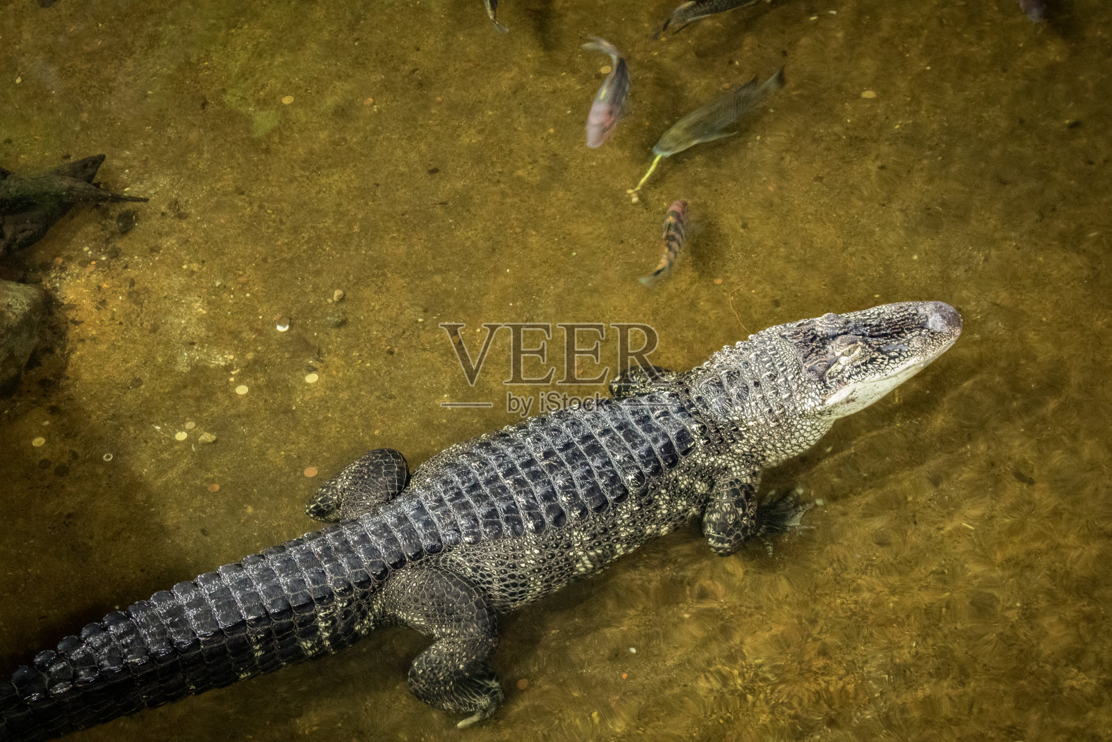 鳄鱼3!照片摄影图片