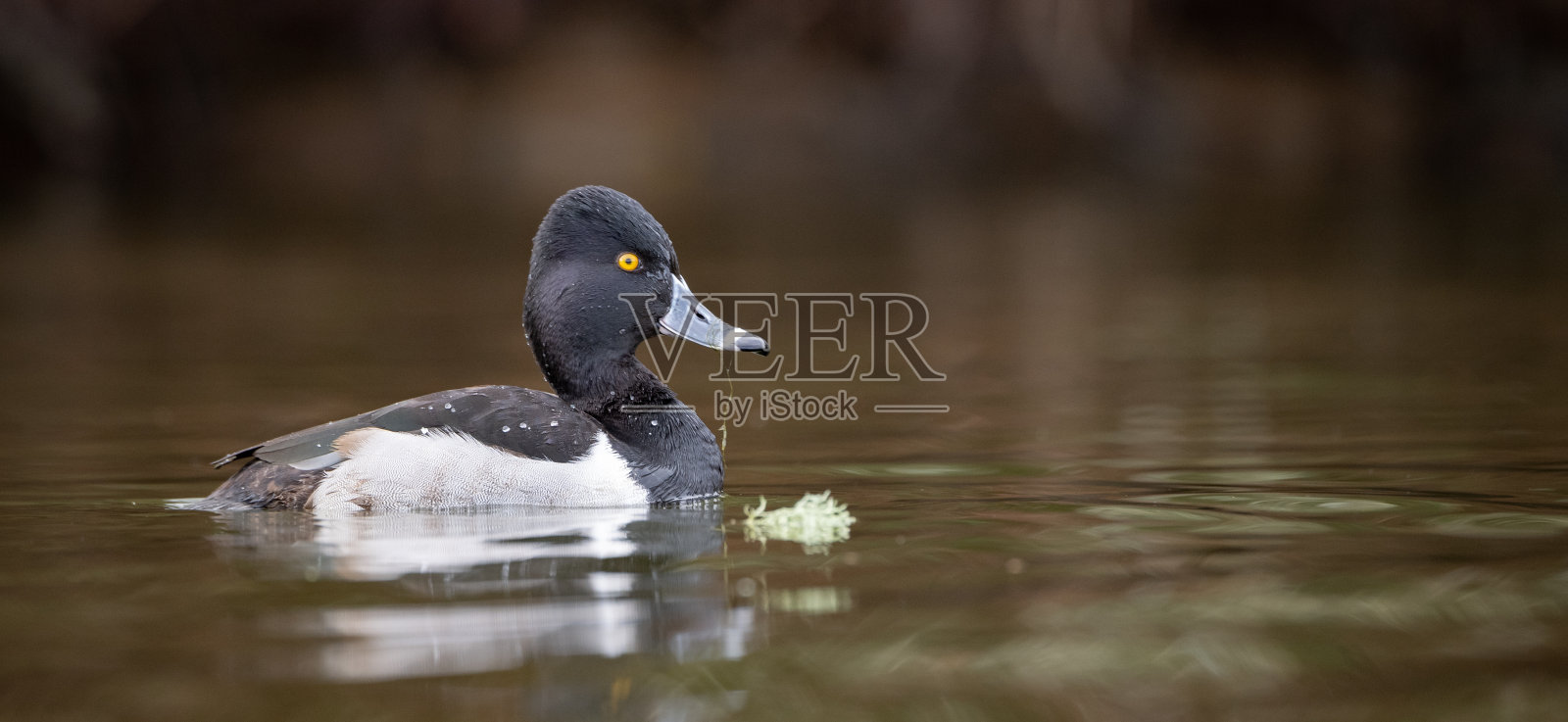 Ring-necked鸭照片摄影图片