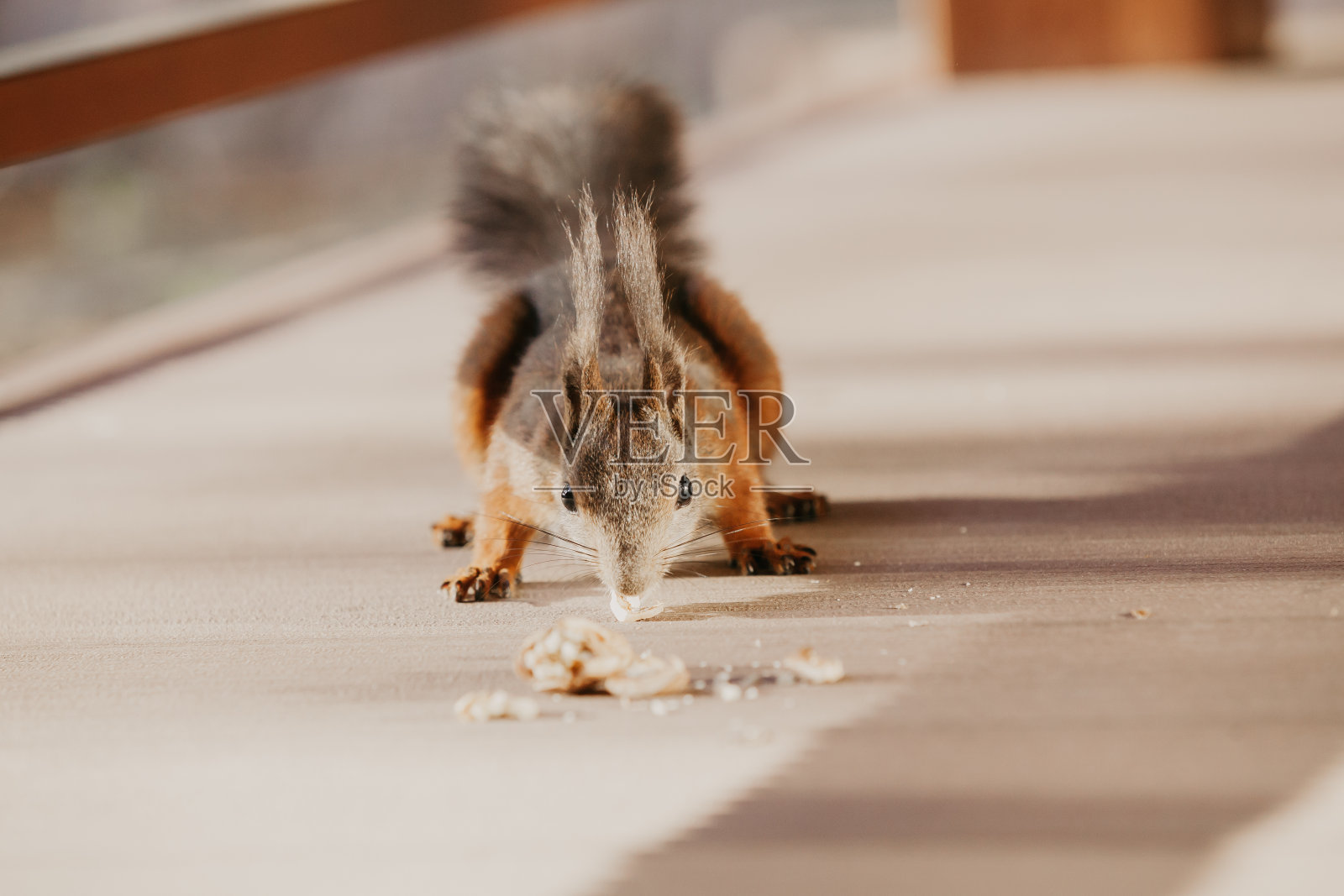 长着毛茸茸耳朵的红松鼠在地板上吃坚果照片摄影图片