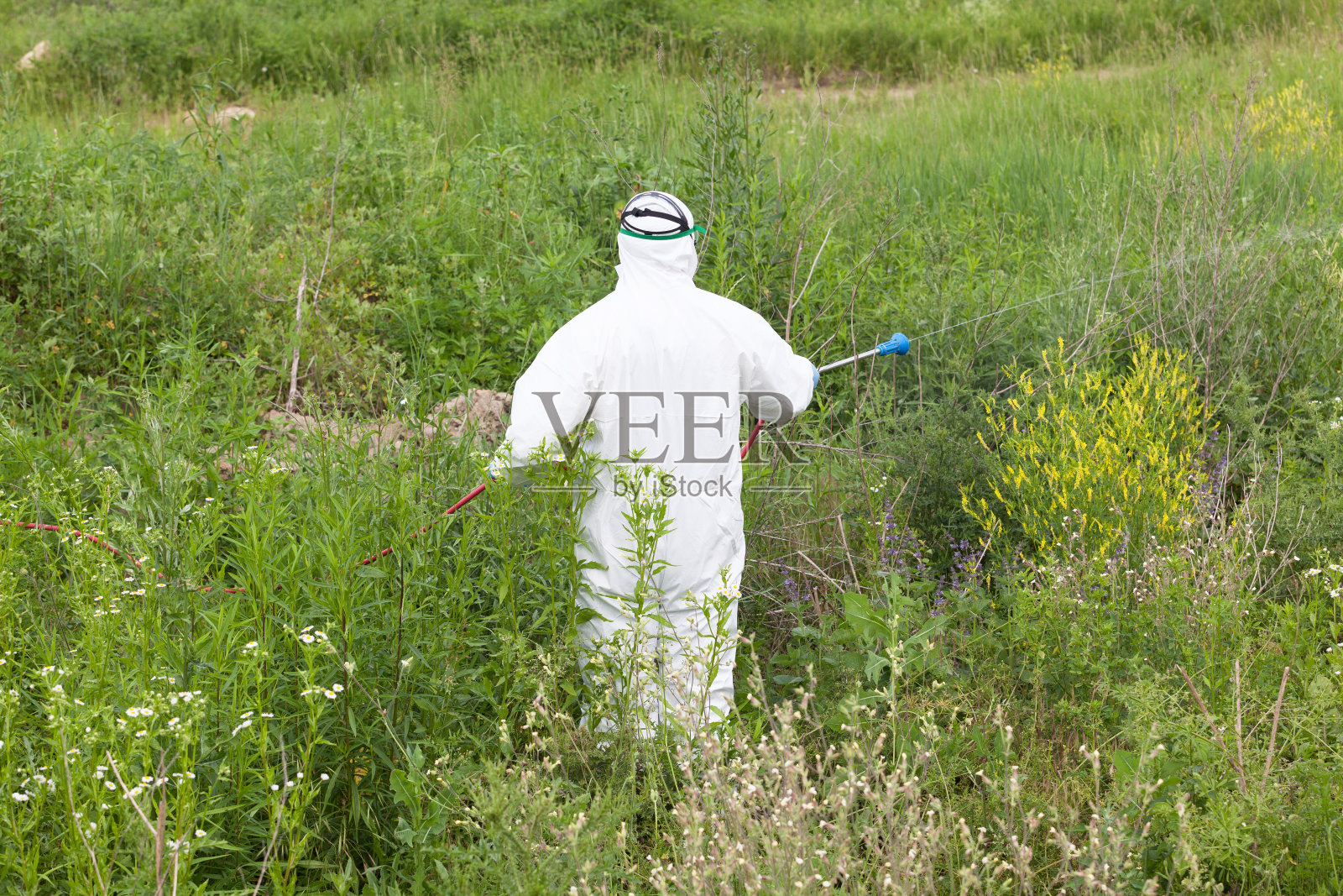 穿着防护服的人在豚草上喷洒除草剂照片摄影图片