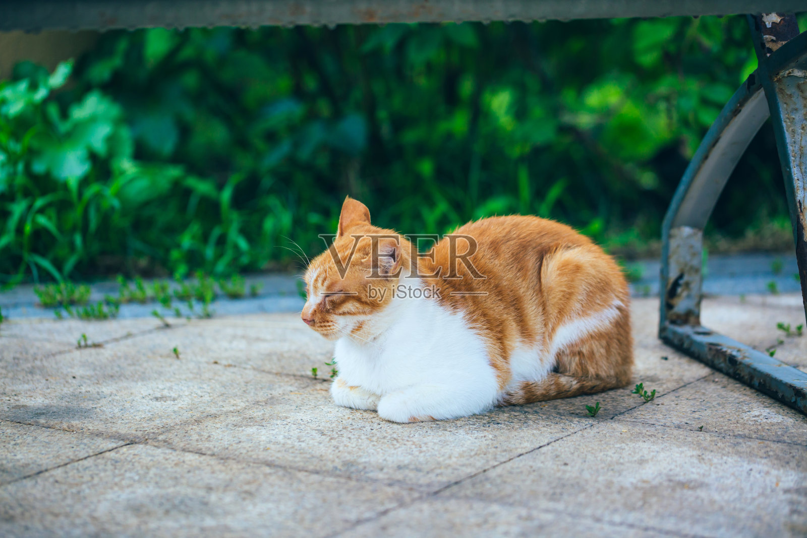 橙色的大猫闭着眼睛睡在地板上照片摄影图片