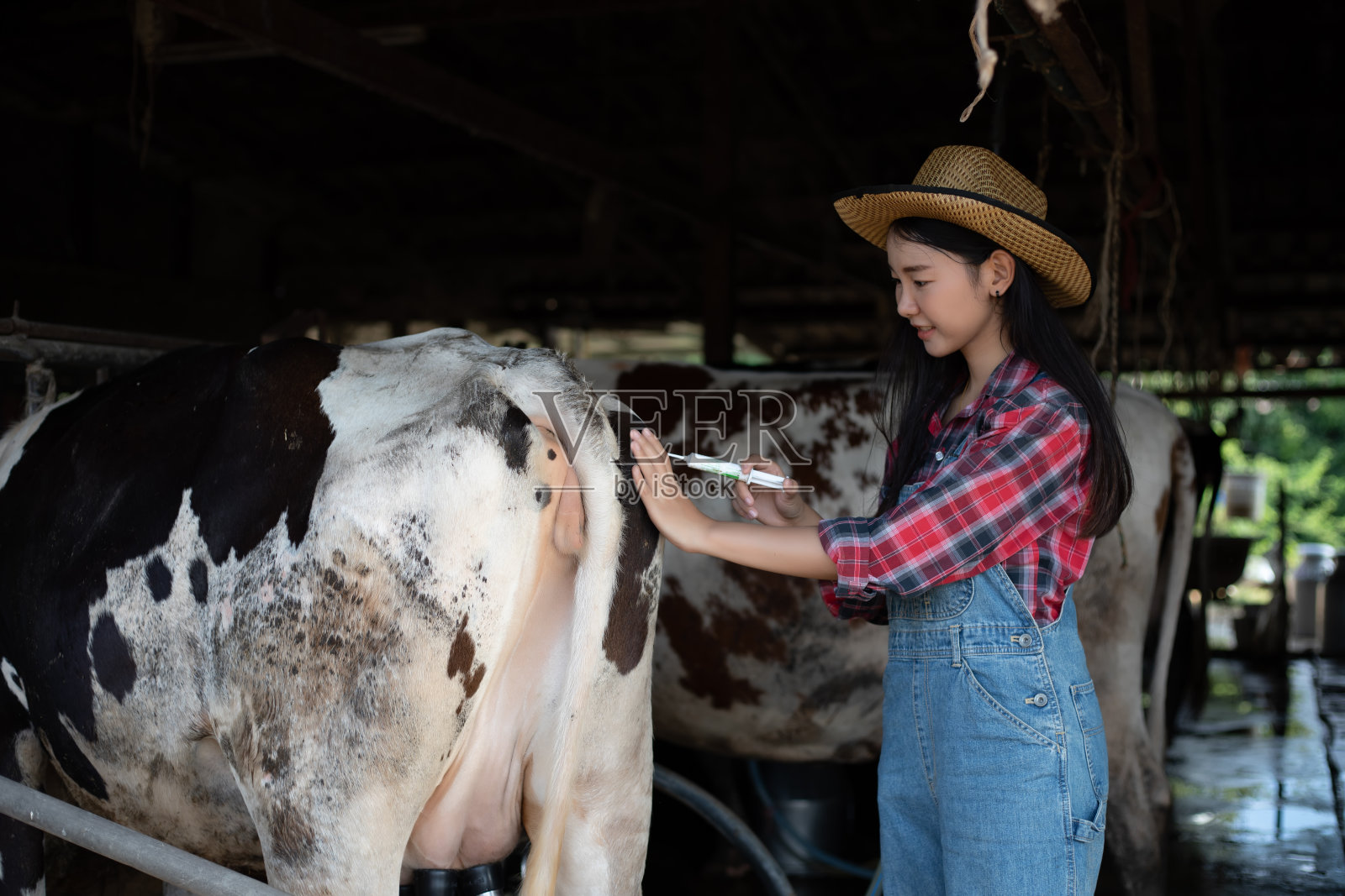 亚洲女性务农和农牧业的概念——年轻女性或农民用平板电脑和奶牛在牛棚里挤奶,在奶牛场用挤奶机挤奶照片摄影图片