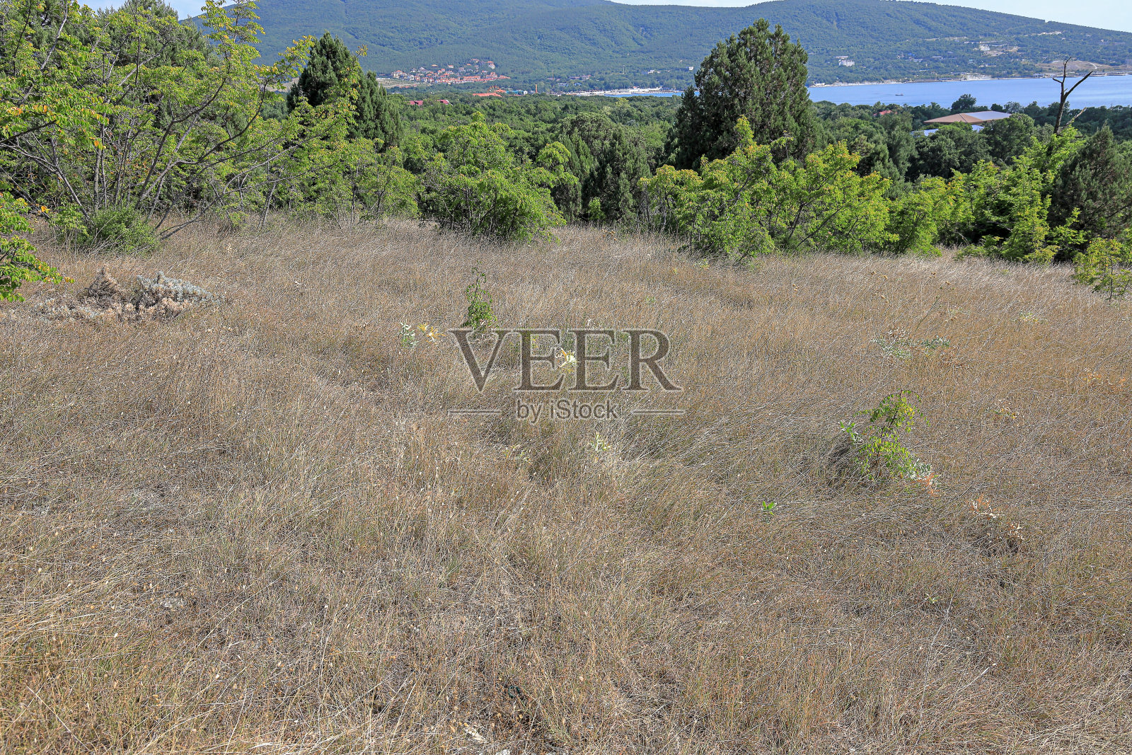 山腰上的草被南方的烈日晒干了照片摄影图片