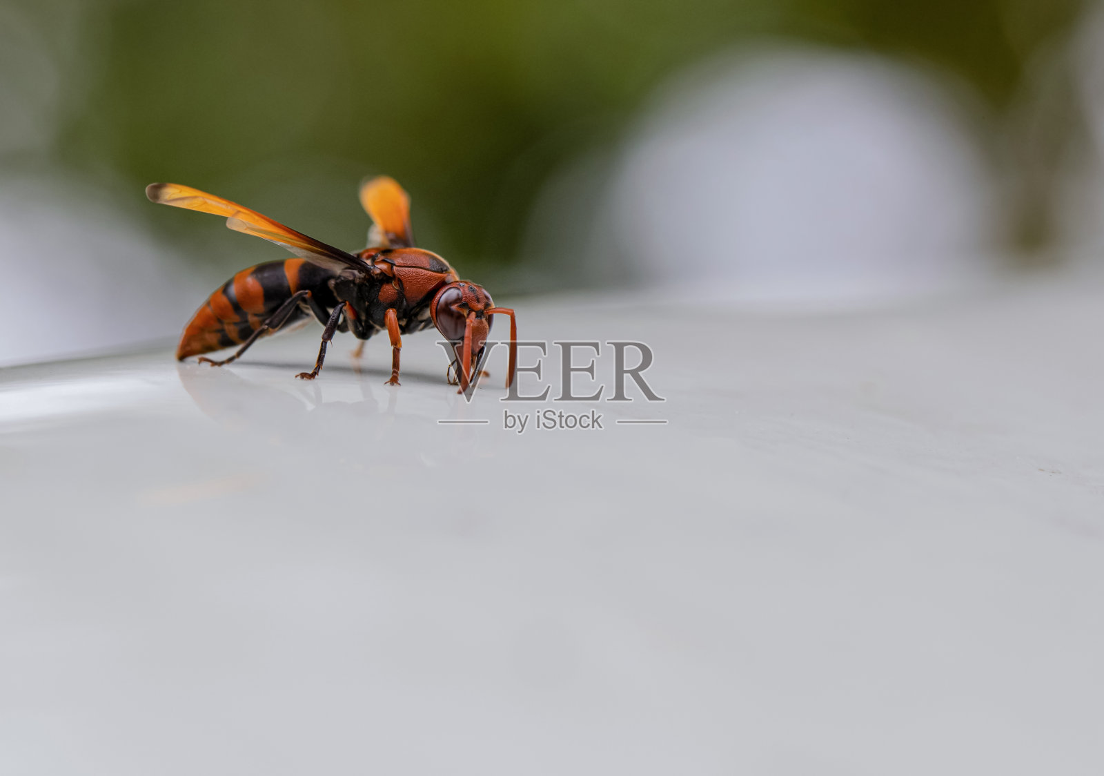 大黄蜂照片摄影图片