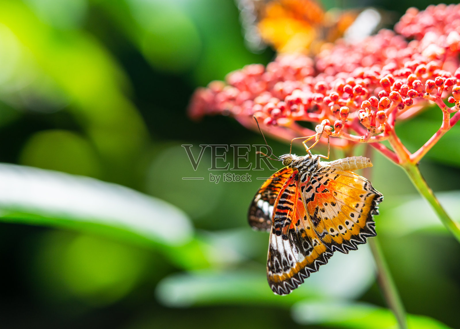 五颜六色的蝴蝶在红色的花朵上喝着花蜜,大自然的绿色模糊了背景照片摄影图片
