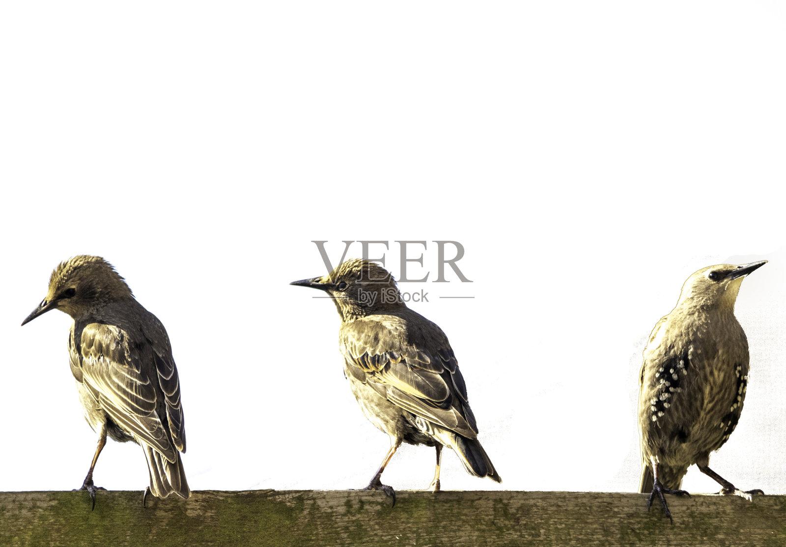 常见的鸟照片摄影图片