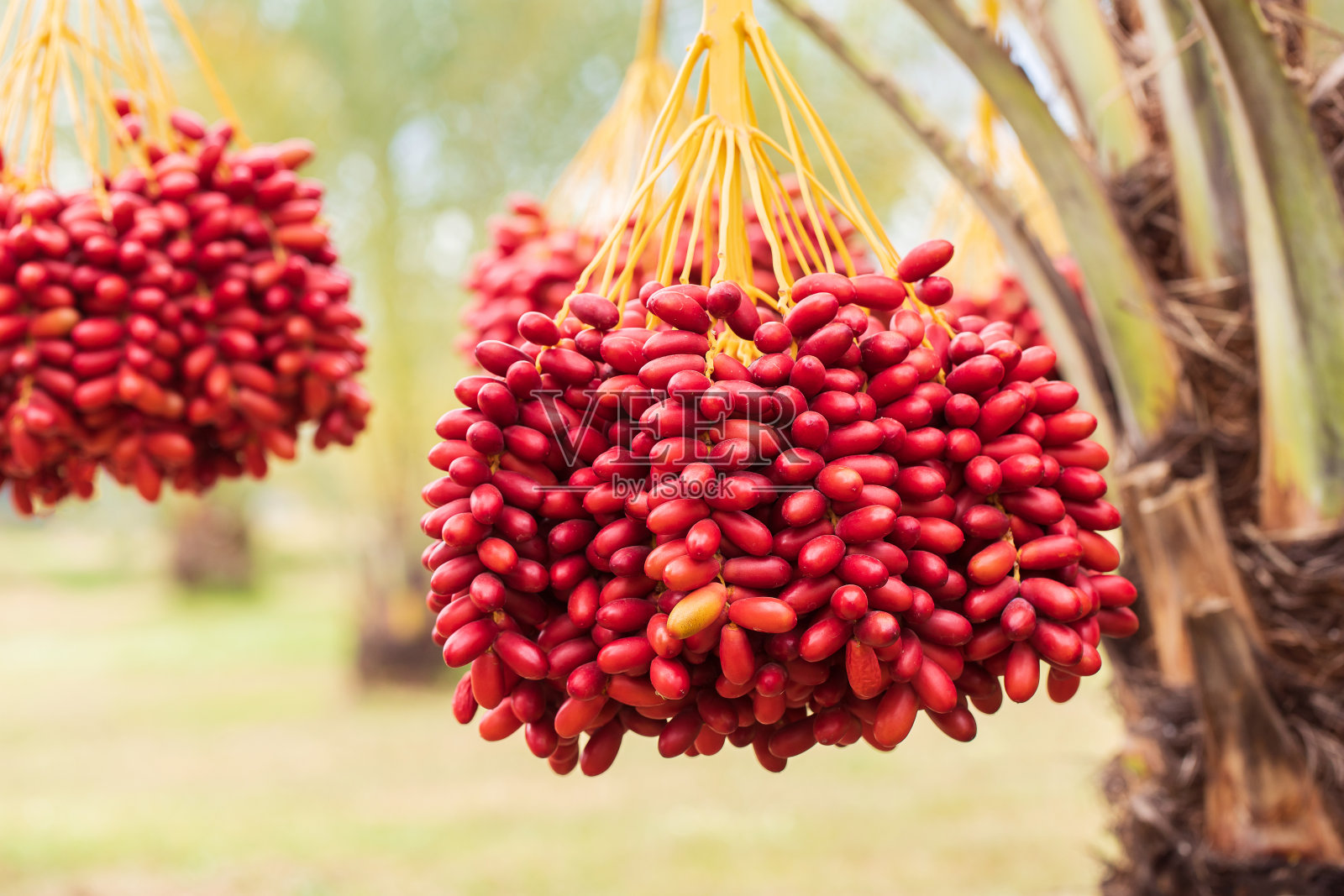 椰枣和成熟的椰枣的棕榈枝照片摄影图片