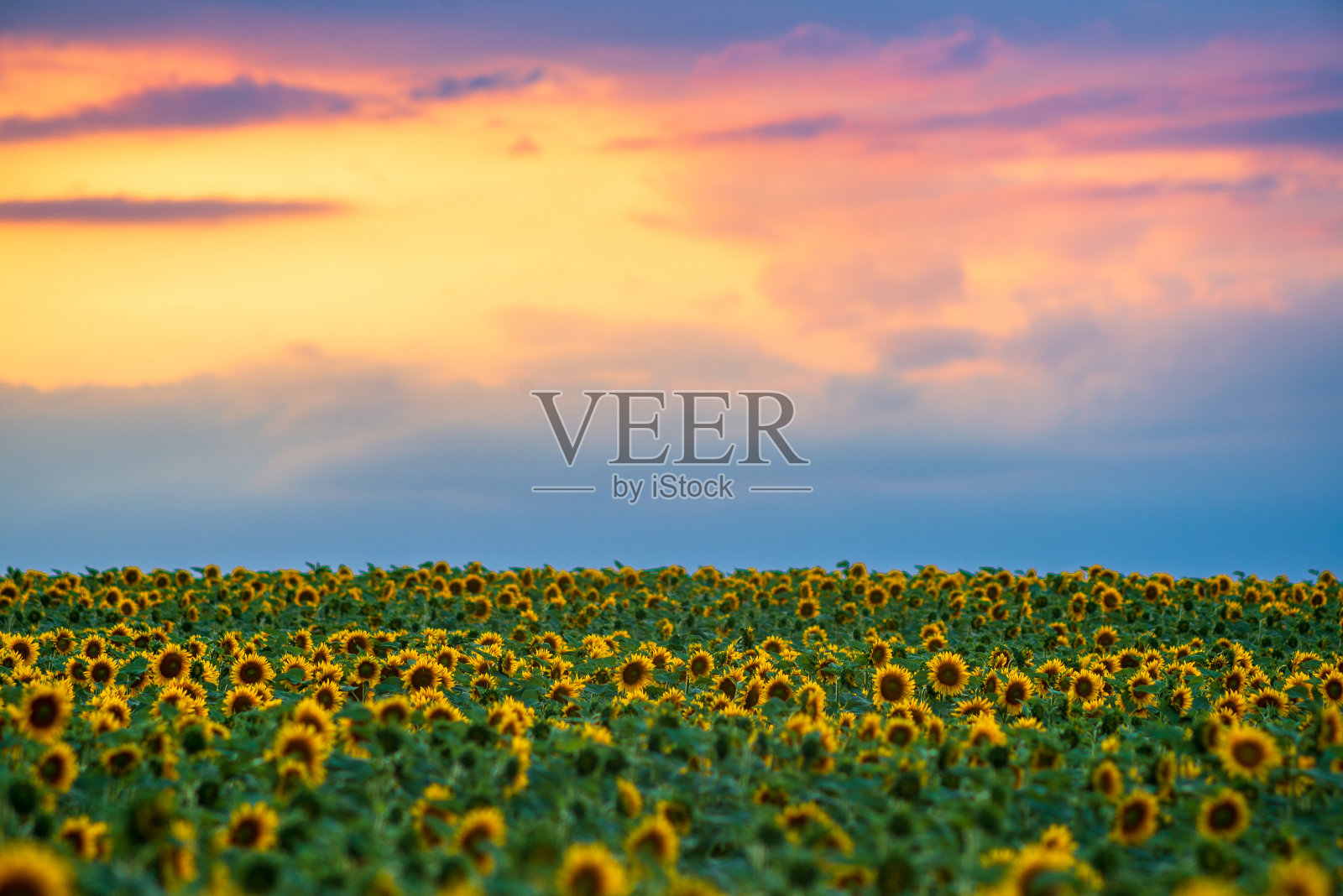 田野上盛开的向日葵在一个背景日落照片摄影图片