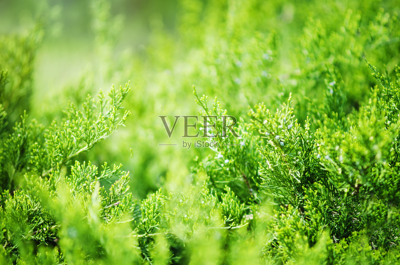 常绿中国杜松。阳光下的针叶树灌木照片。特写,柔软的焦点。美丽的自然背景。照片摄影图片