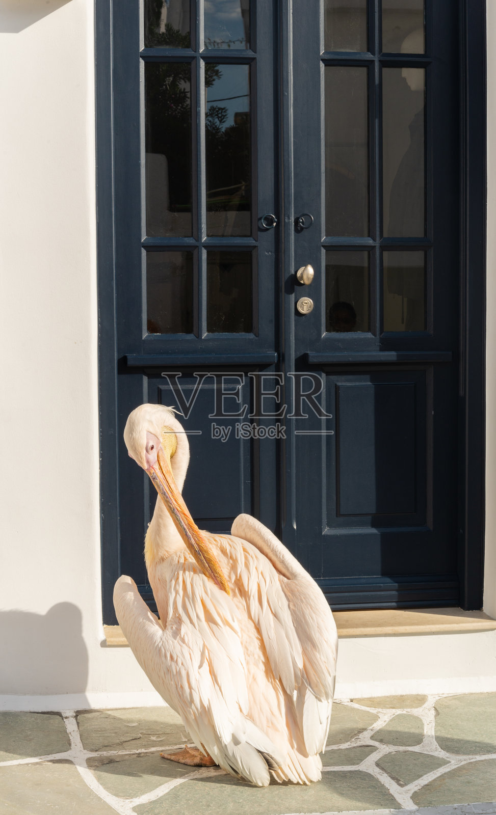 希腊米科诺斯的大鸟照片摄影图片