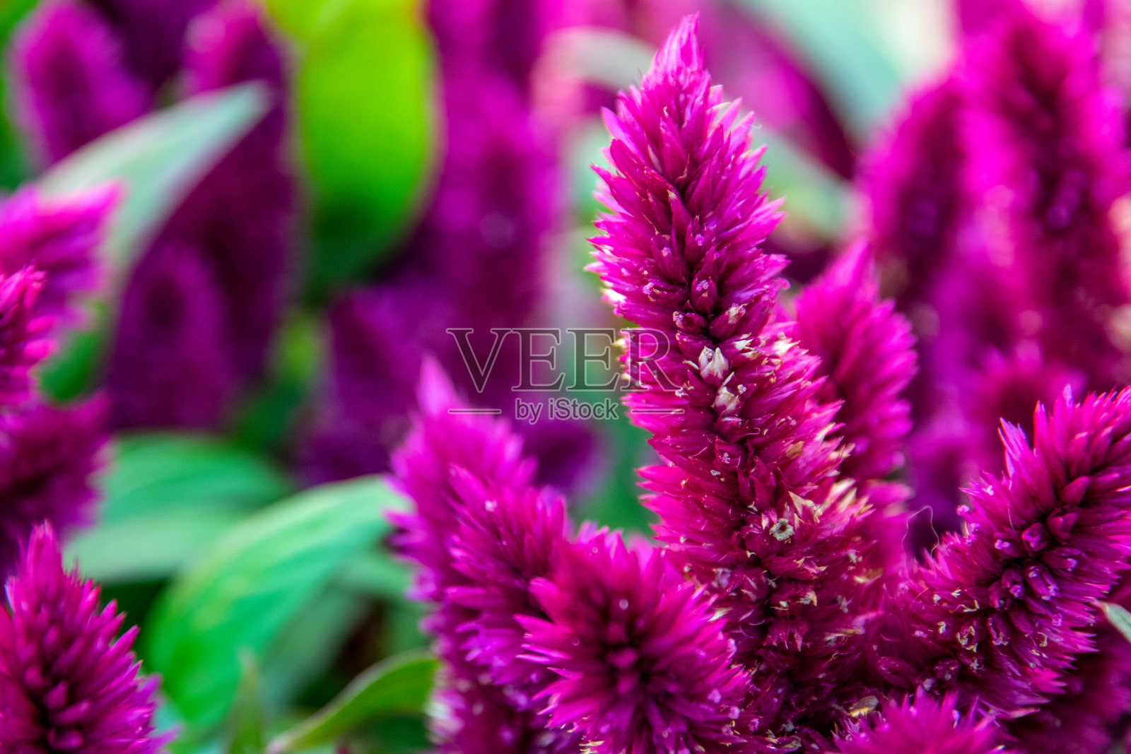 美丽的盛开的血苋菜。鲜花盛开特写照片摄影图片