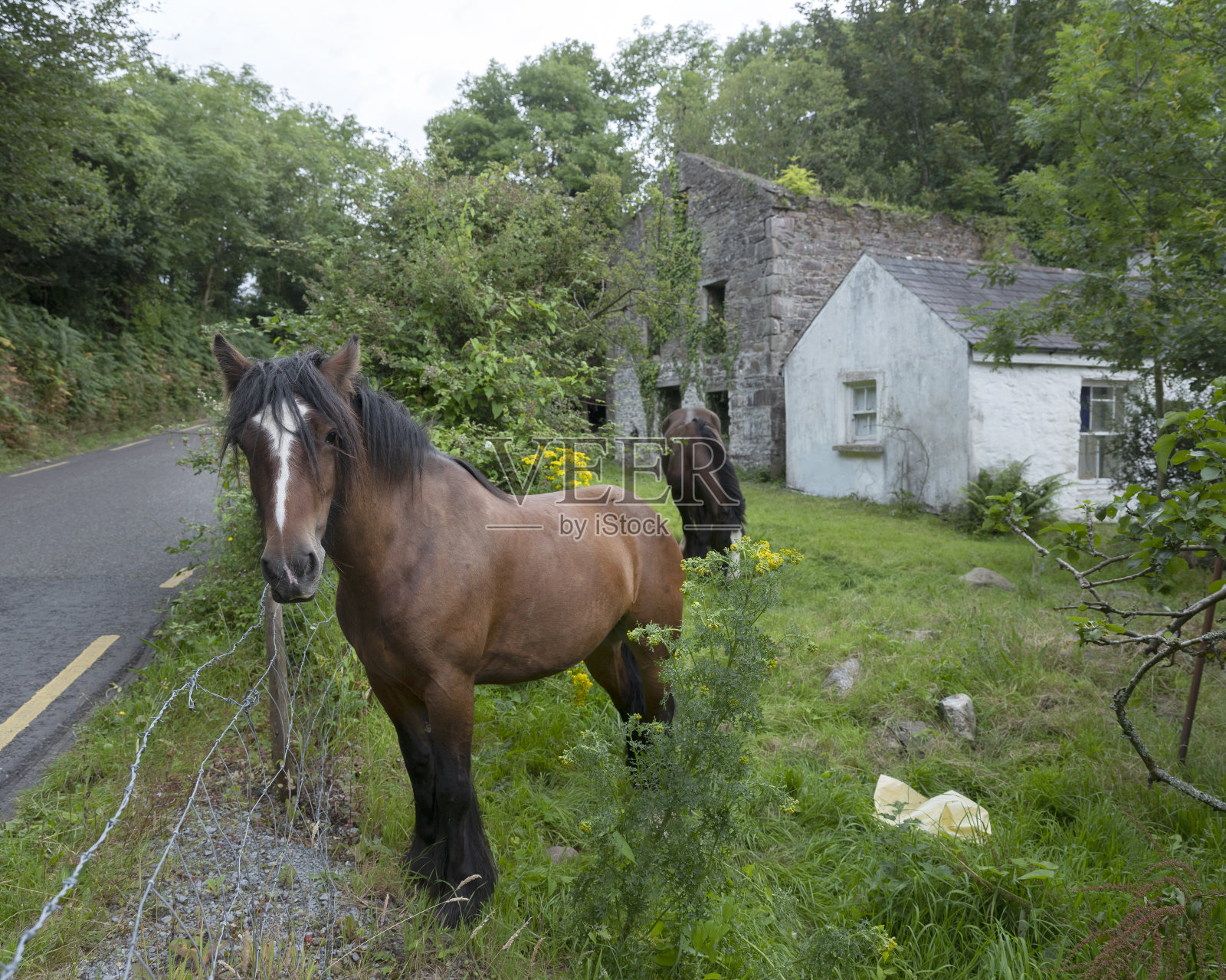 马在绿色花园附近的老房子在克里废墟照片摄影图片