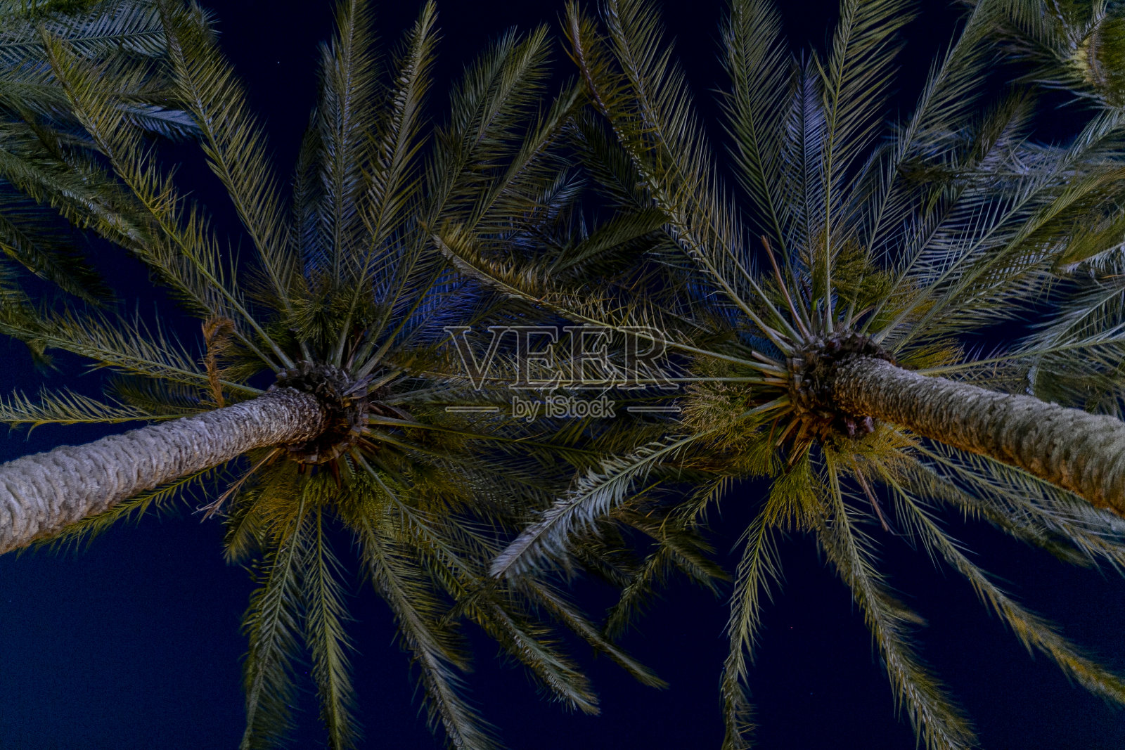 夏季沙漠环境中美丽的高棕榈树照片摄影图片