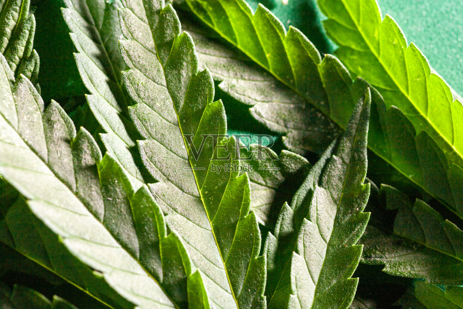 背景来自大麻药物叶子。照片摄影图片