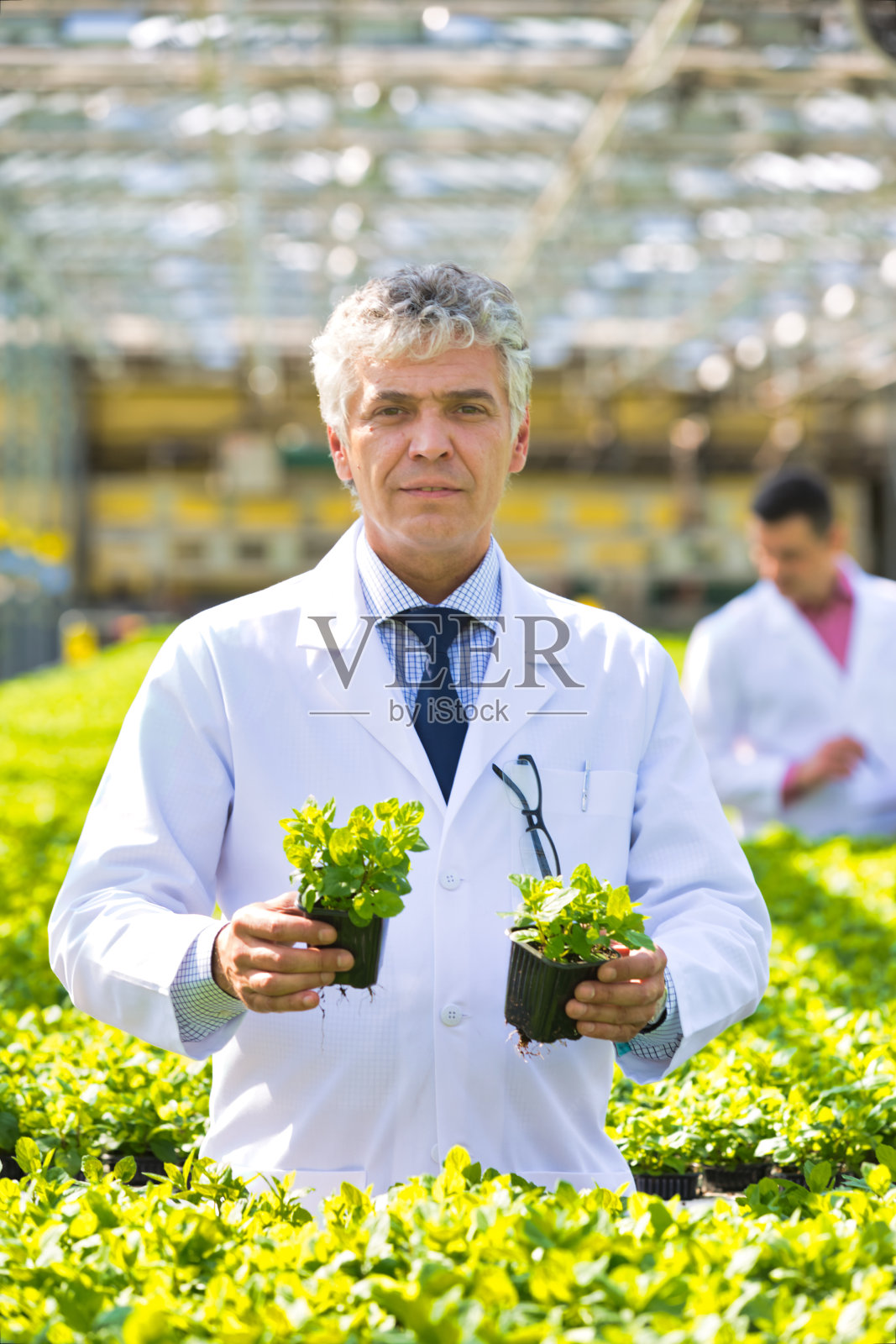微笑成熟的男性植物学家在苗圃照片摄影图片