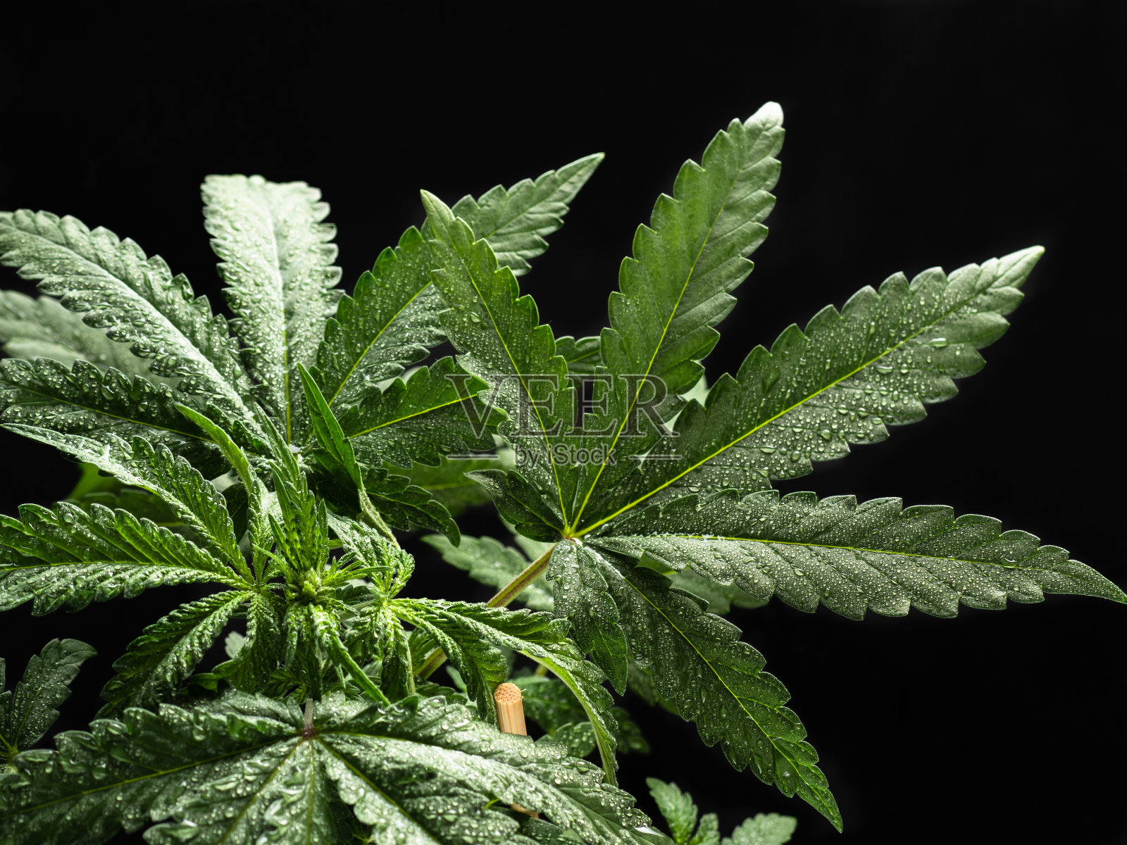 年轻的大麻植物。绿色的树叶。特写镜头照片摄影图片