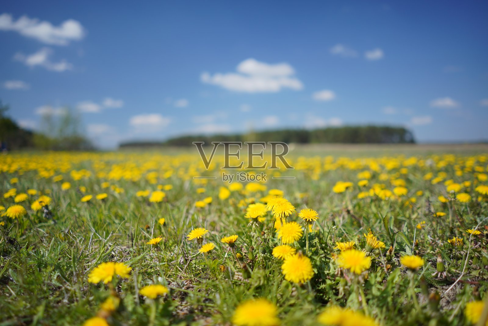 春天的蒲公英田照片摄影图片