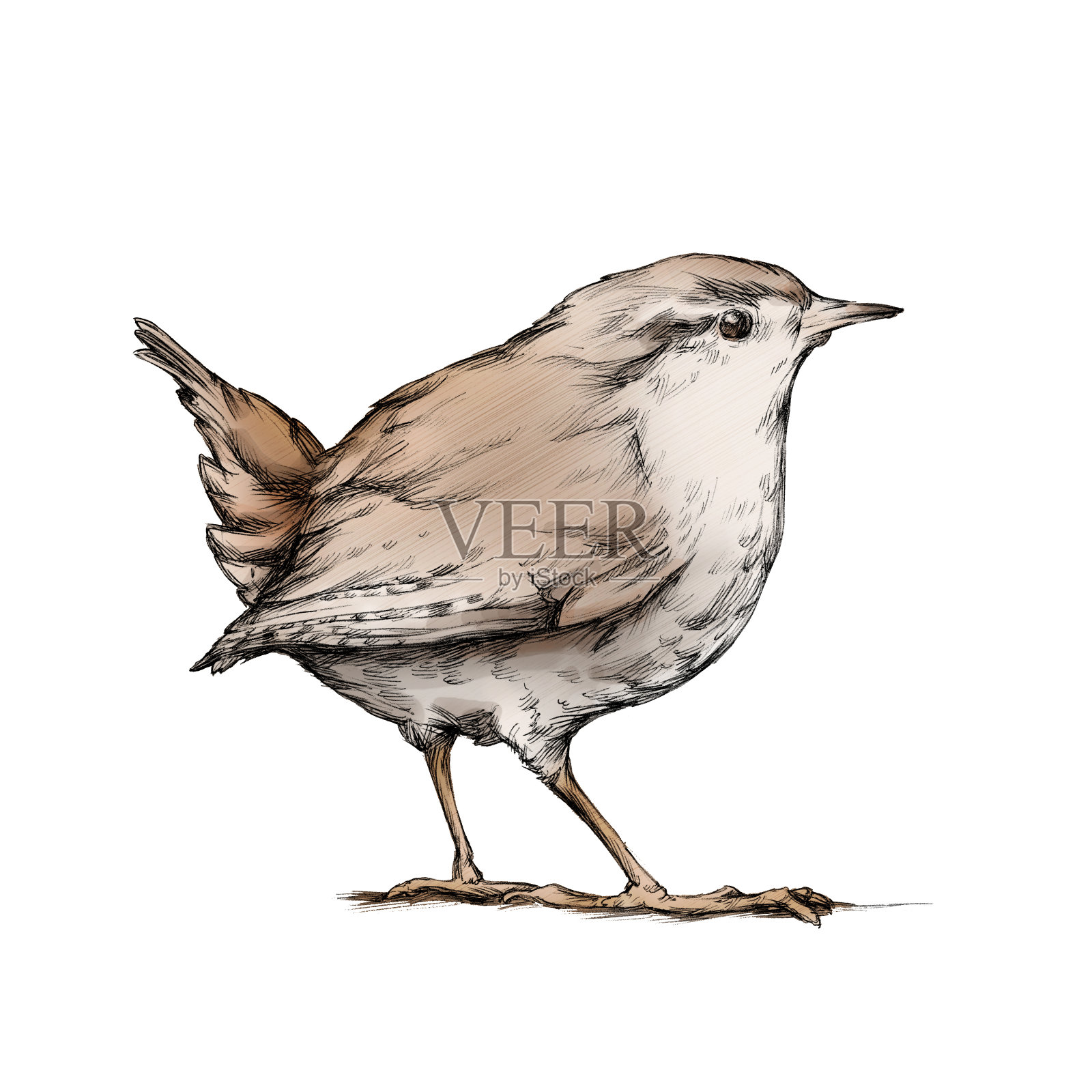 插图鹪鹩,一种会唱歌的鸟设计元素图片